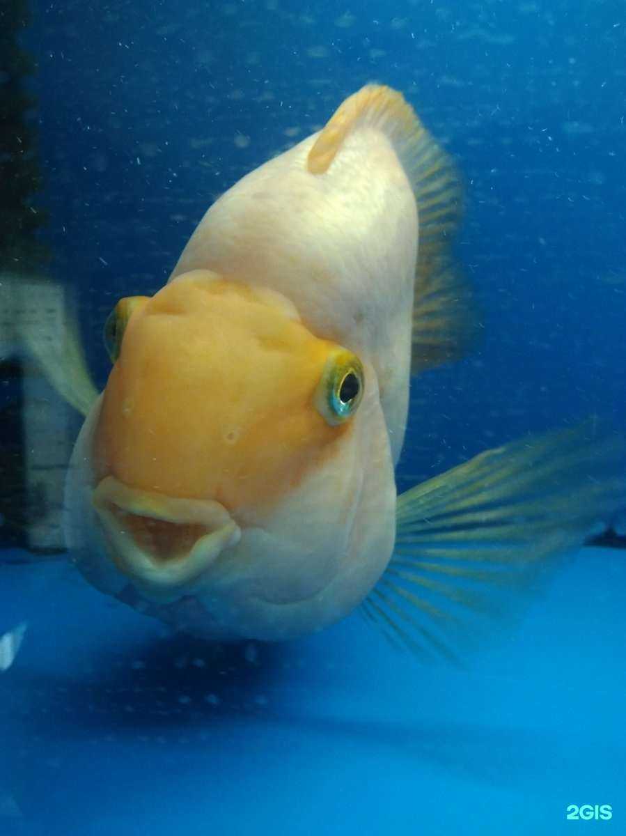 Отзывы на компанию Аквариум+ в Магнитогорске c фото