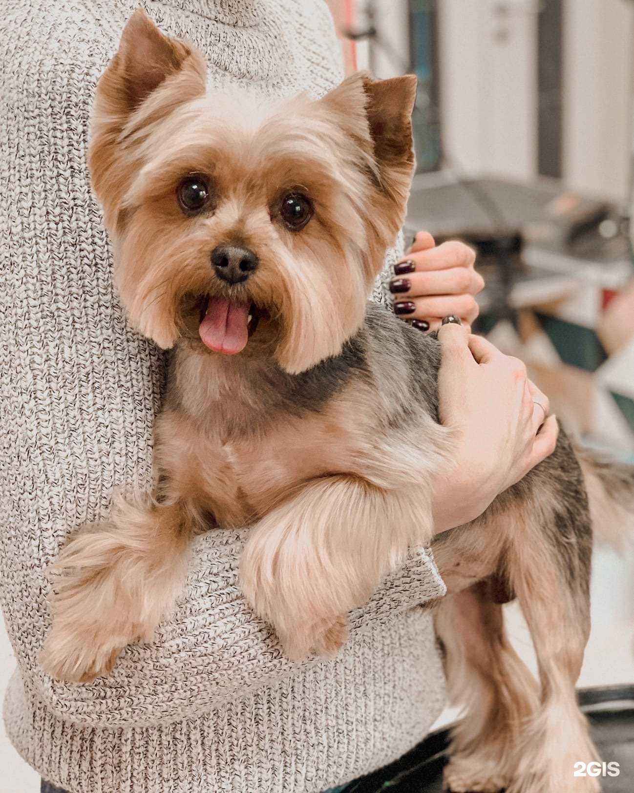 Отзывы на компанию Крошка Пудель в Курске c фото