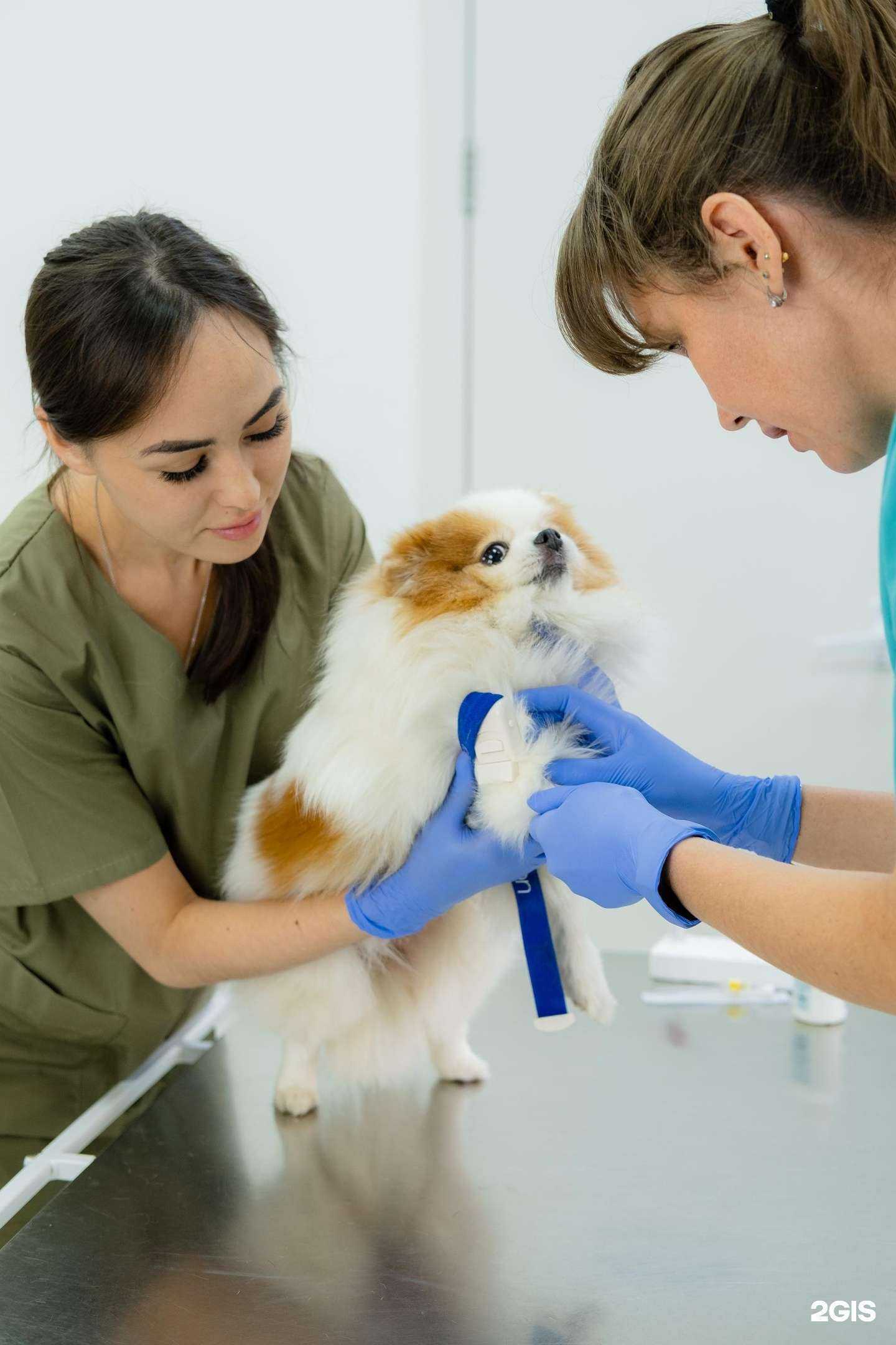 Отзывы на компанию Ветклиника на М. Горького в Чебоксарах c фото