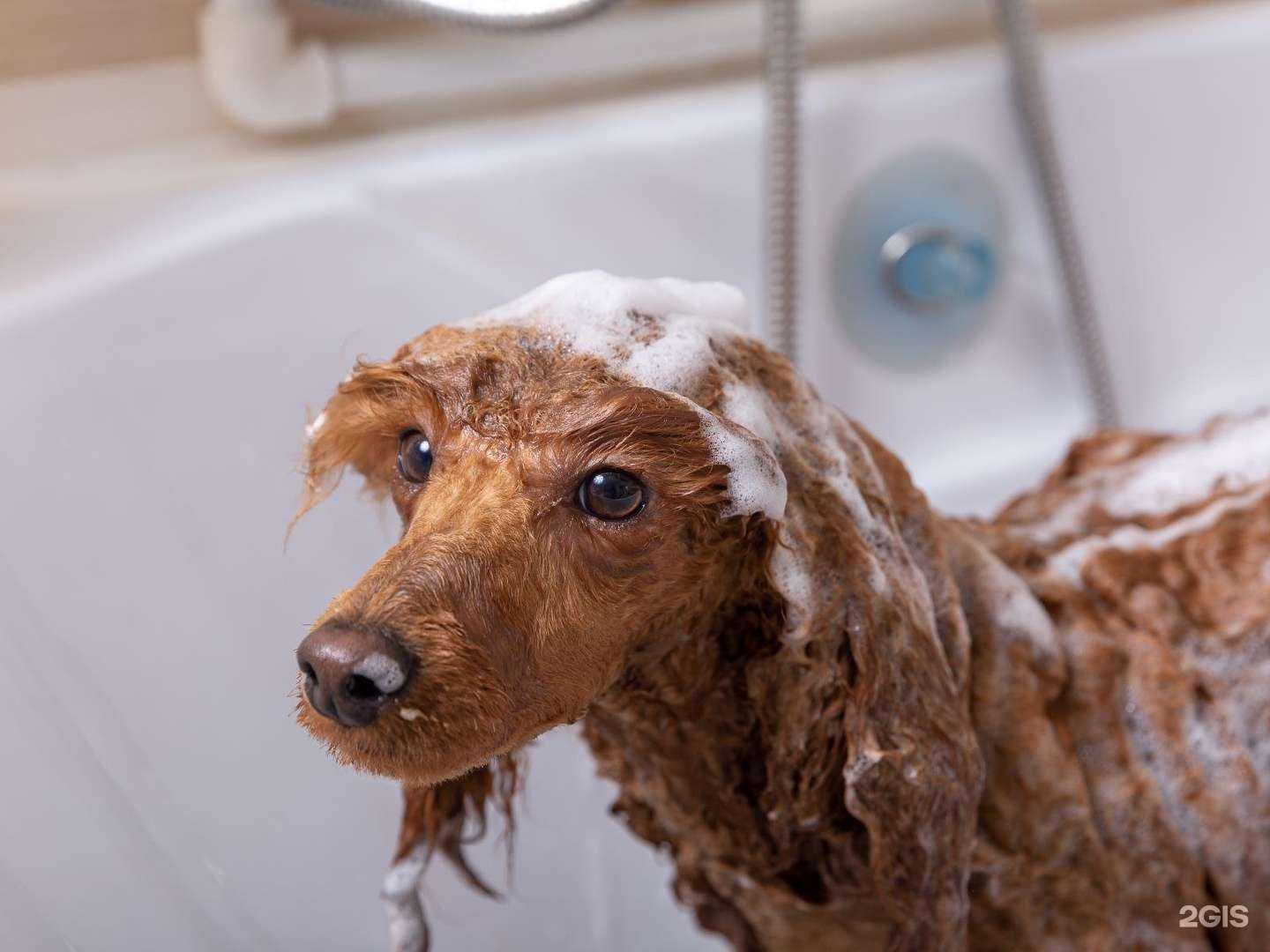 Отзывы на компанию Груминг-центр Ирины Ендржеевской в Красноярске c фото