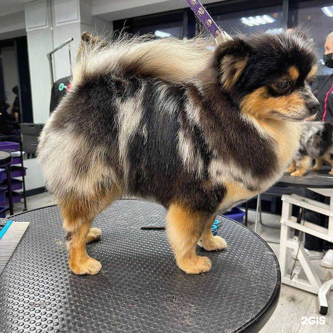 Отзывы на компанию Четыре лапки в Брянске c фото