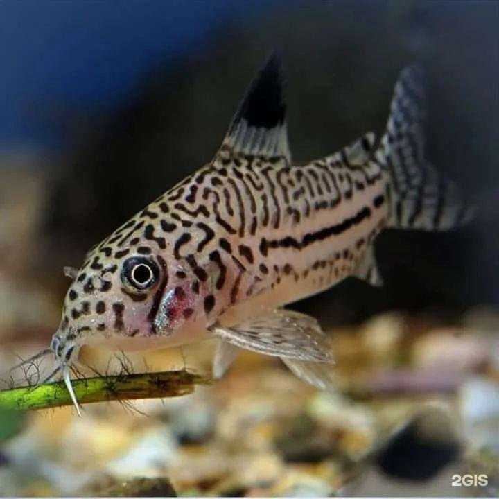 Отзывы на компанию Aqua Hobby в Магнитогорске c фото