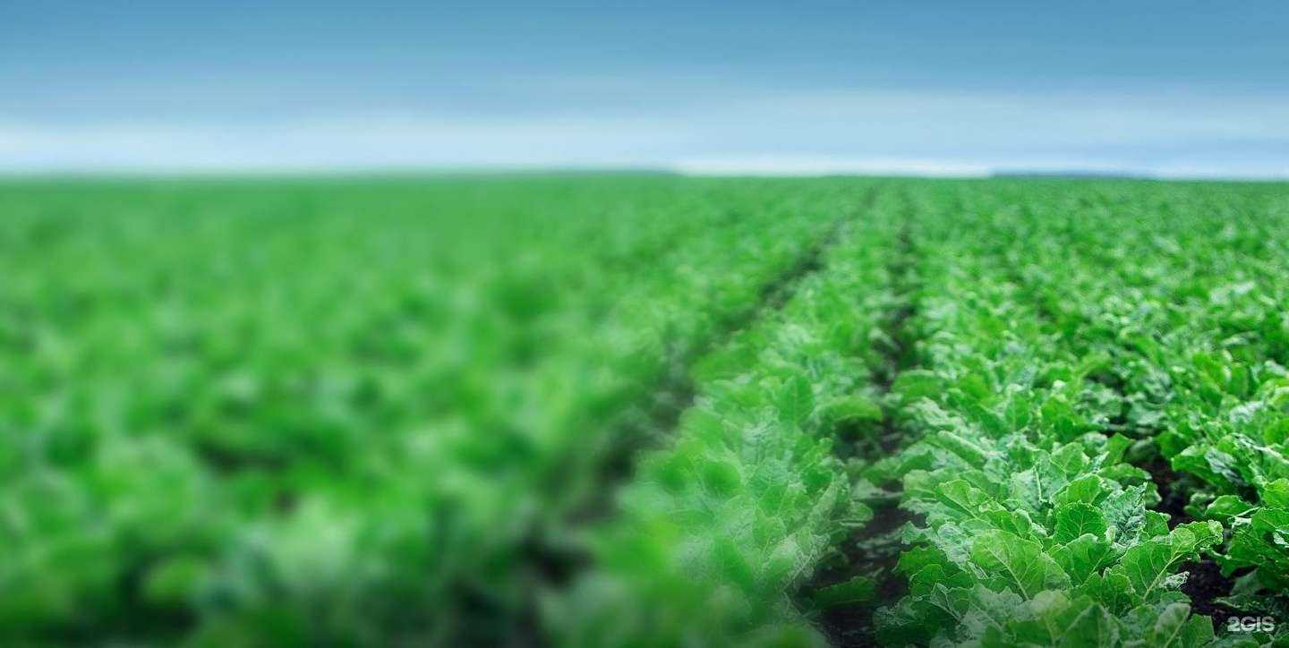 Отзывы на компанию Агросила в Елабуге c фото