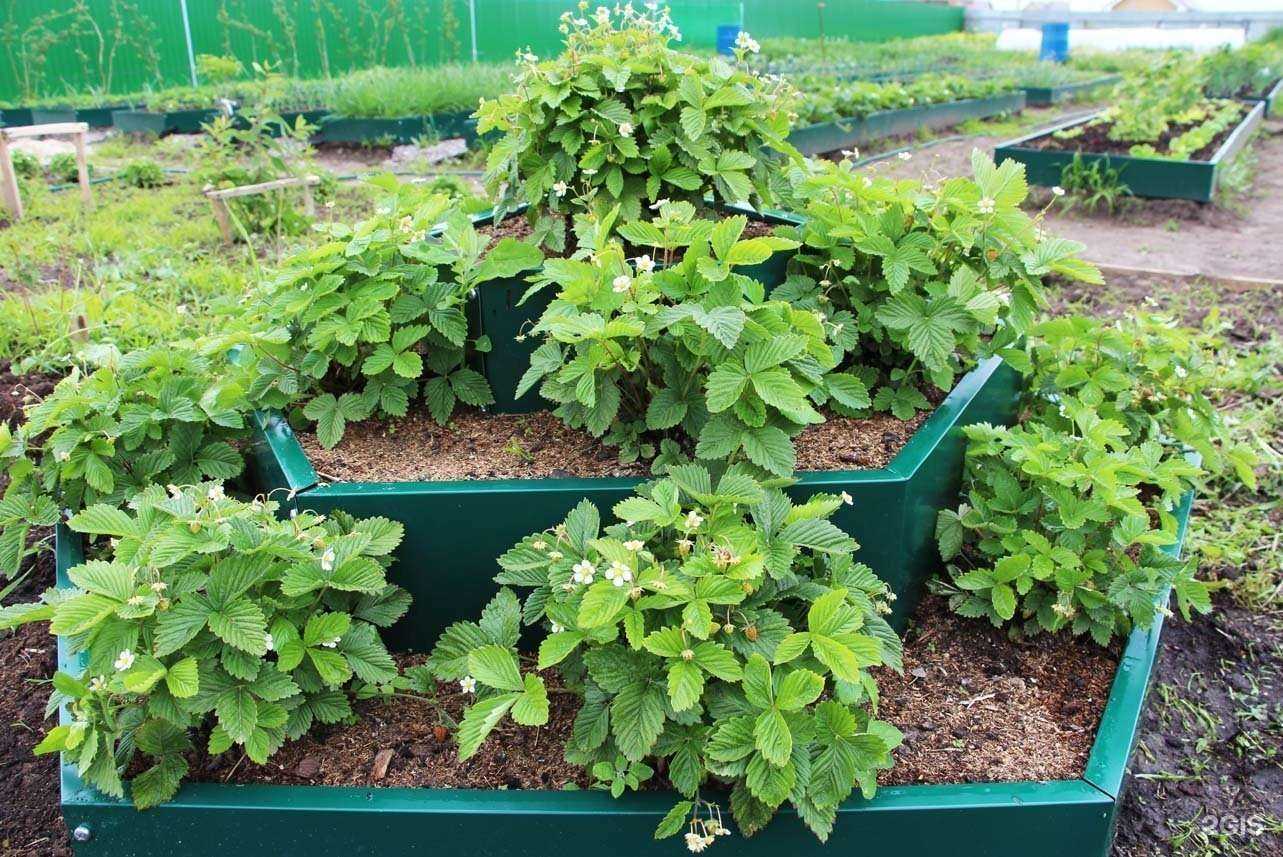 Отзывы на компанию Наша Грядка в Тюмени c фото