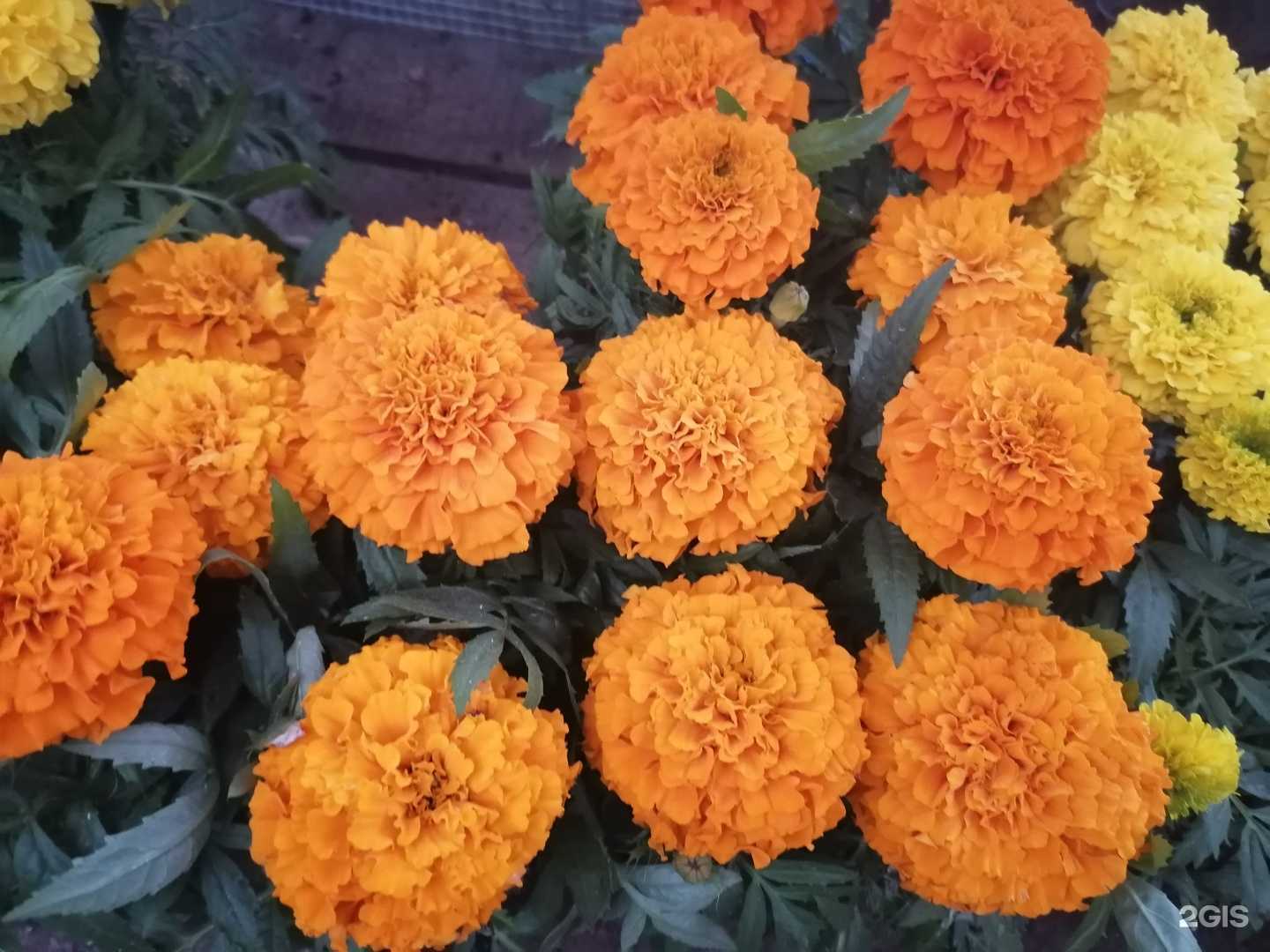 Отзывы на компанию Family_sad_59 в г. Пермь c фото