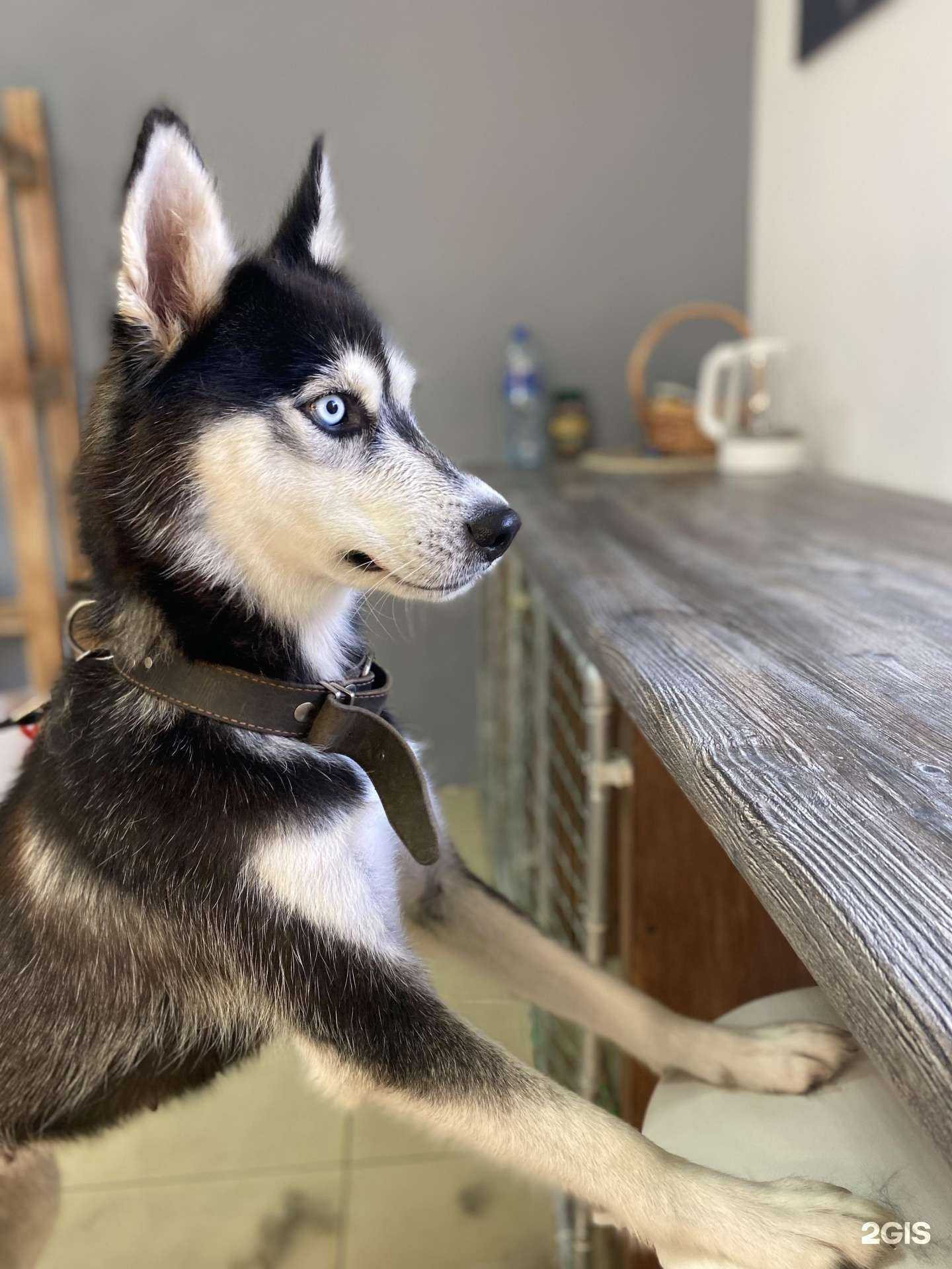 Отзывы на компанию Madam koza в г. Улан-Удэ c фото