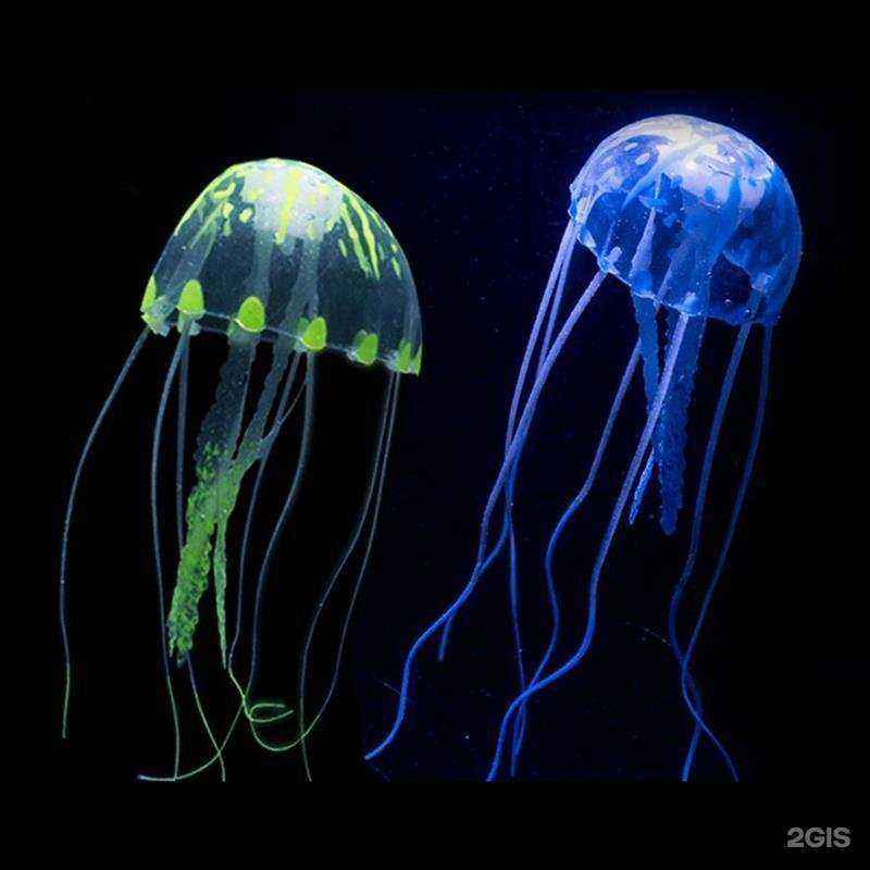 Отзывы на компанию Радужные рыбки в Калининграде c фото