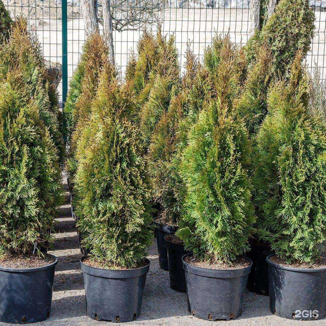 Отзывы на компанию Флора-Сервис в Волгодонске c фото