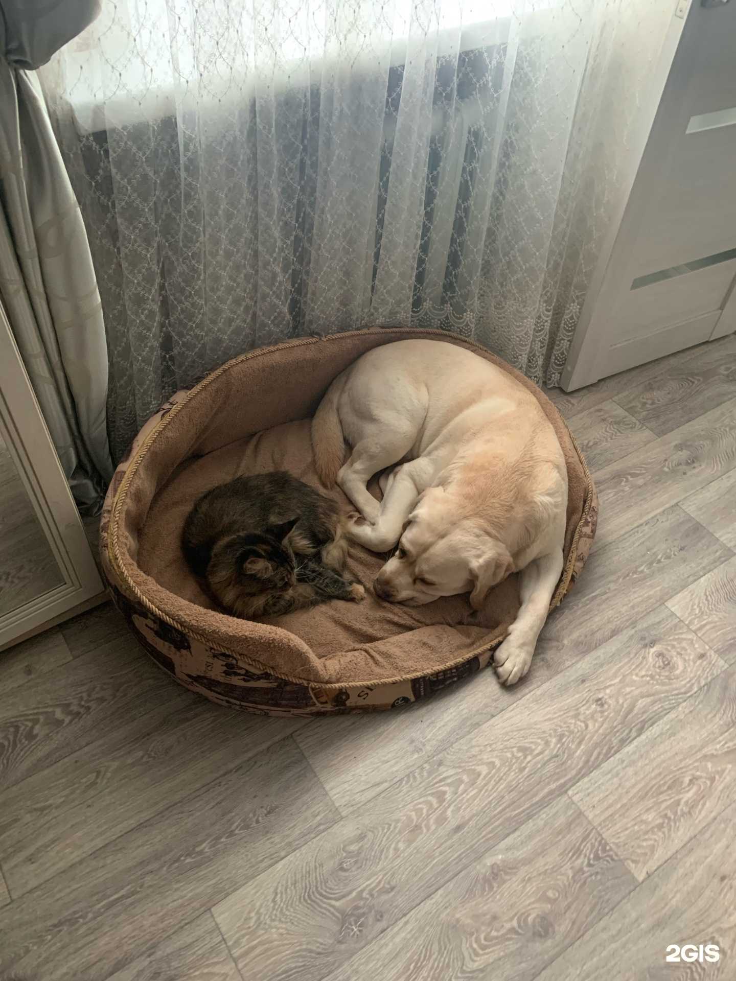 Отзывы на компанию Лапушки в г. Орёл c фото