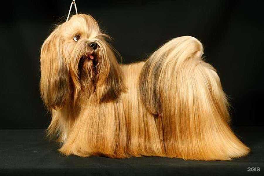 Отзывы на компанию Ваш Чемпион в Екатеринбурге c фото