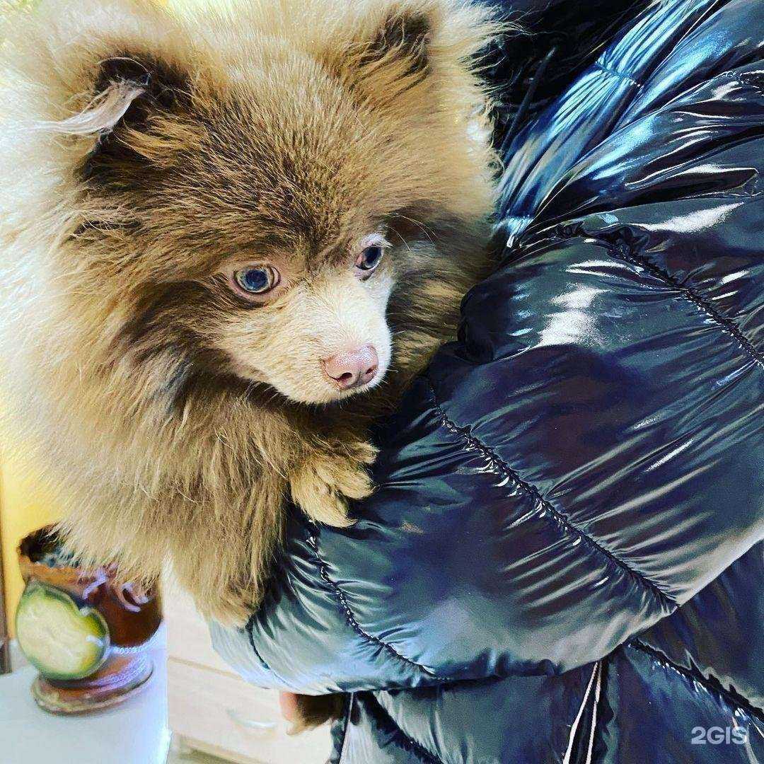 Отзывы на компанию ЗооДоктор в г. Рязань c фото