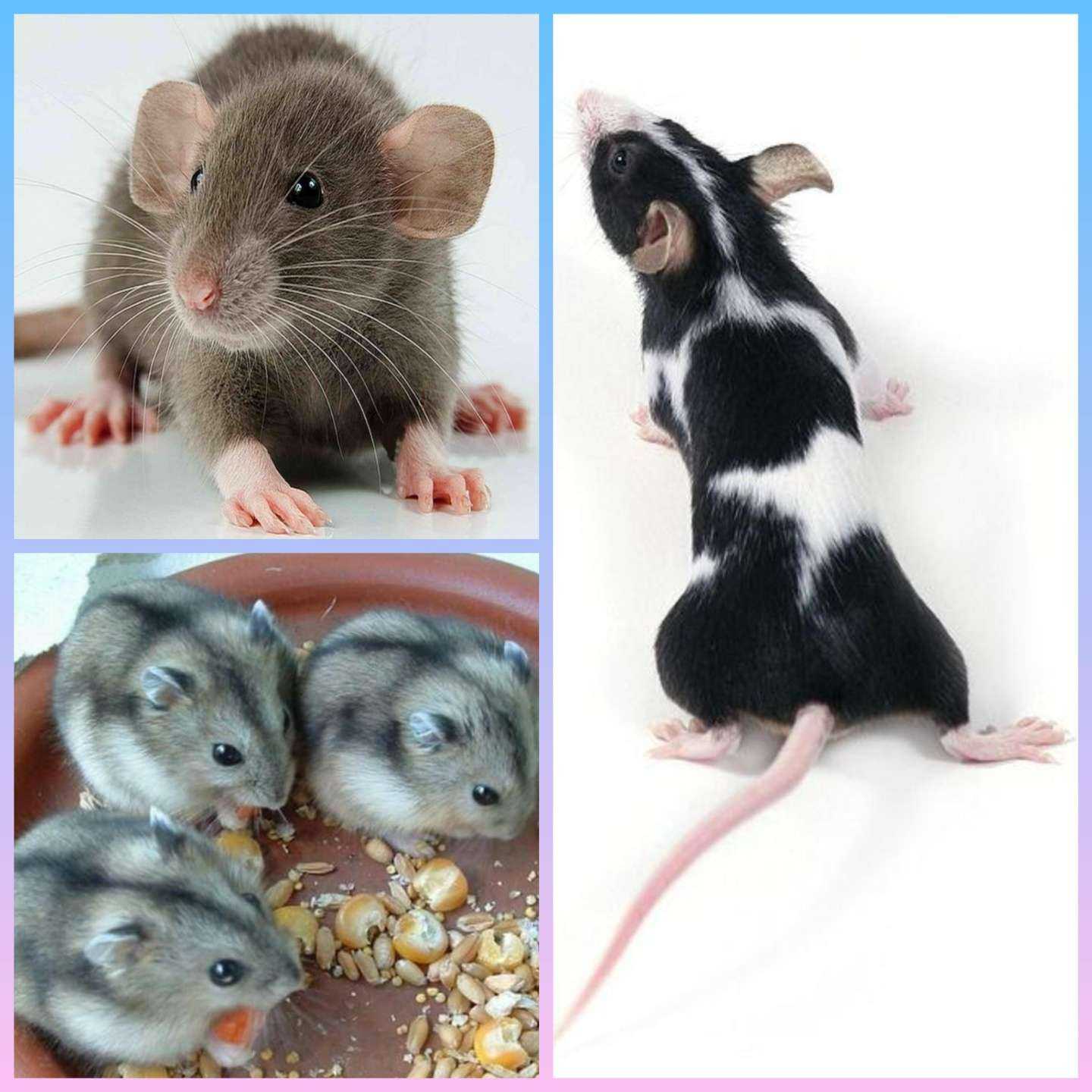 Отзывы на компанию Мангуст в Комсомольске-на-Амуре c фото