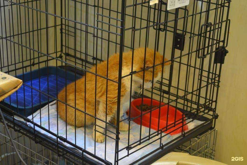 Отзывы на компанию Кошка Лиза в г. Ярославль c фото