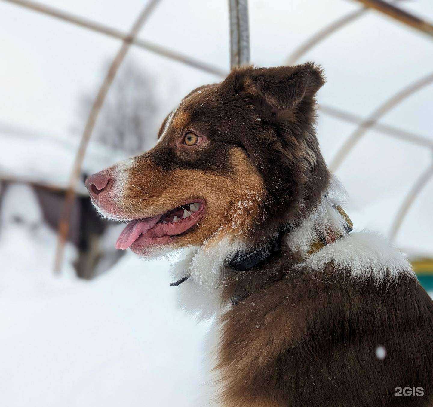 Отзывы на компанию 4 Лапы в г. Новокузнецк c фото