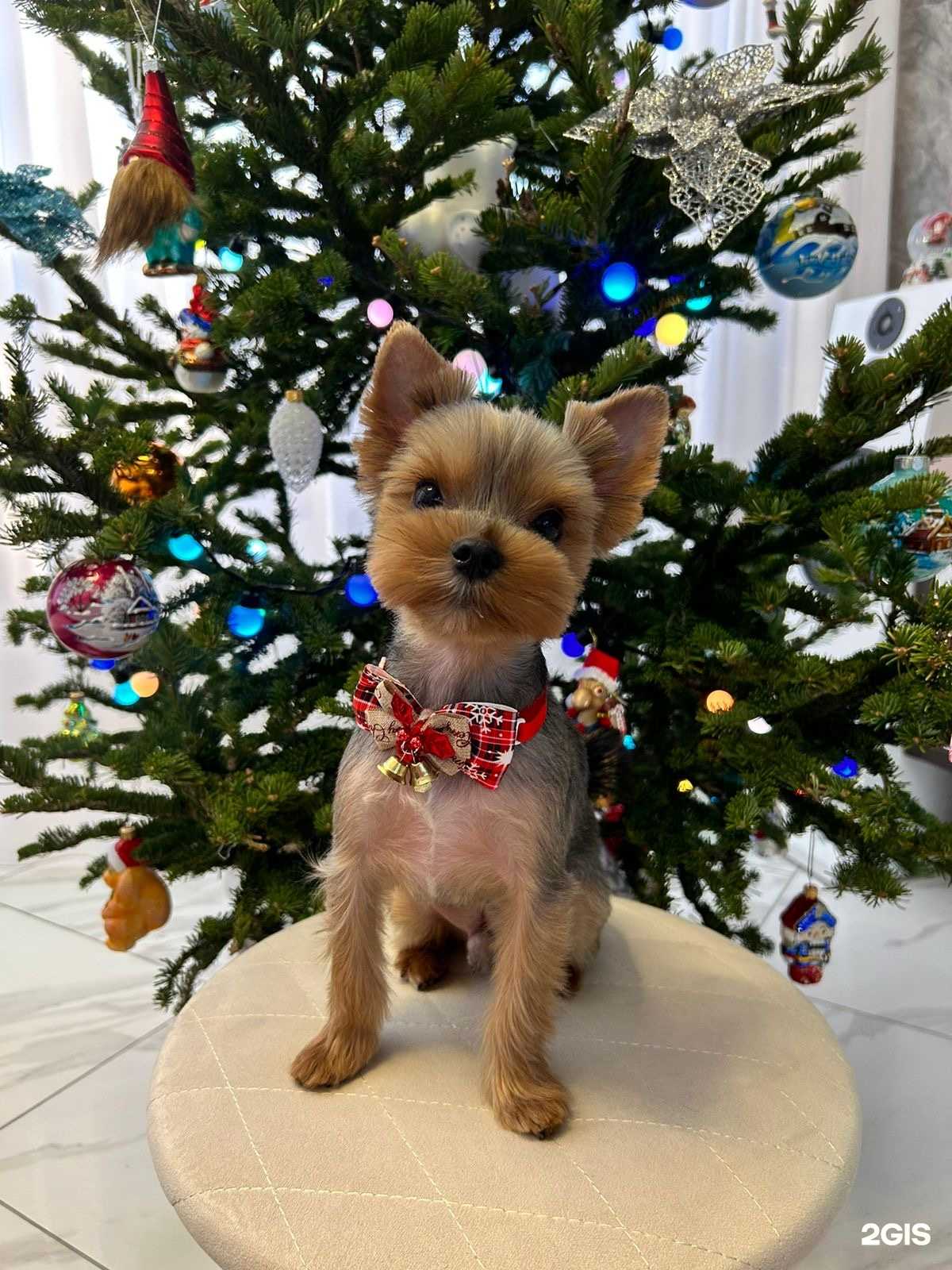 Отзывы на компанию Котопес в г. Барнаул c фото