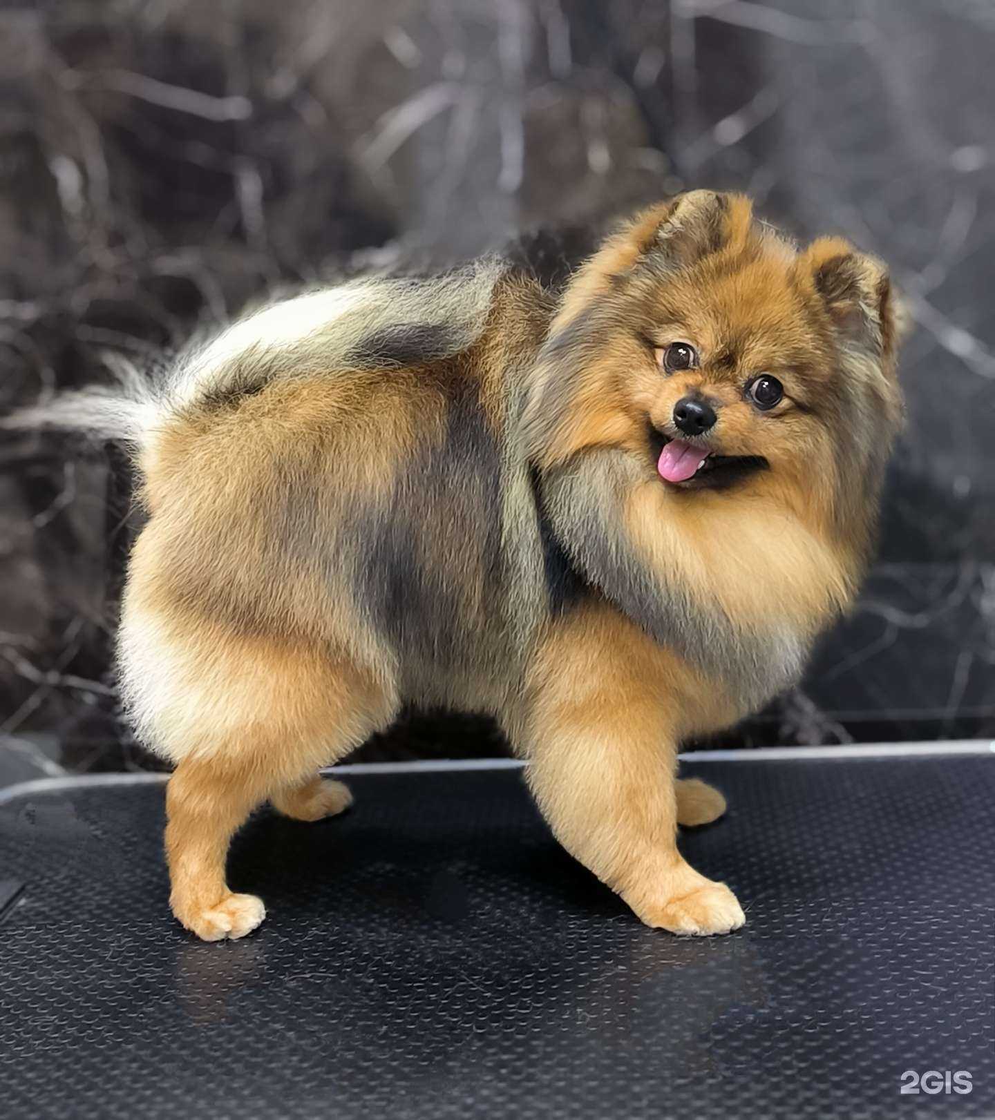 Отзывы на компанию Pro Grooming Dogs в Иванове c фото