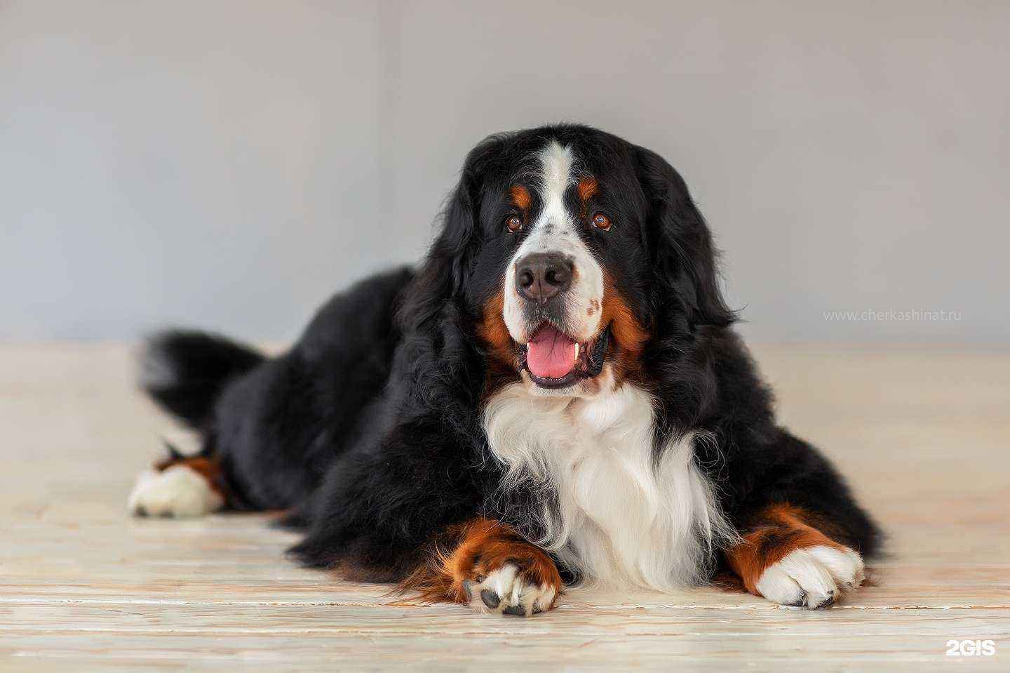 Отзывы на компанию Zooквартал в г. Ангарск c фото