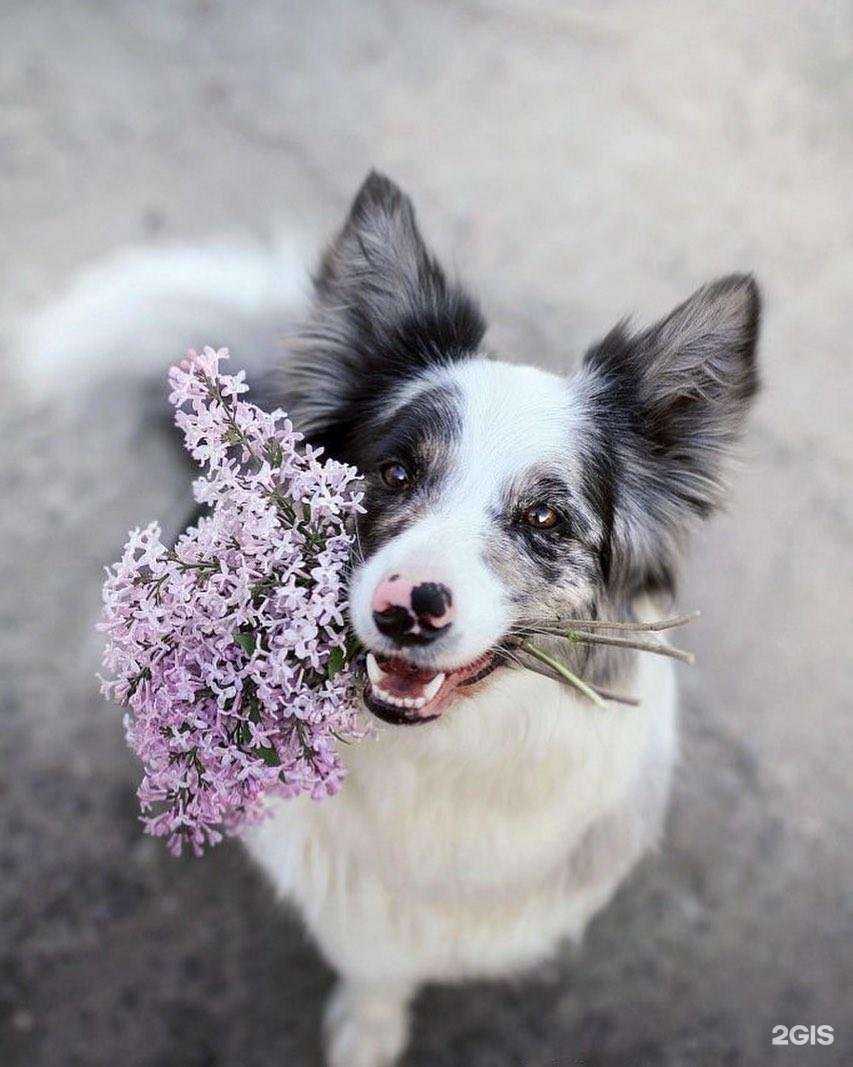 Отзывы на компанию Айболит в Краснодаре c фото
