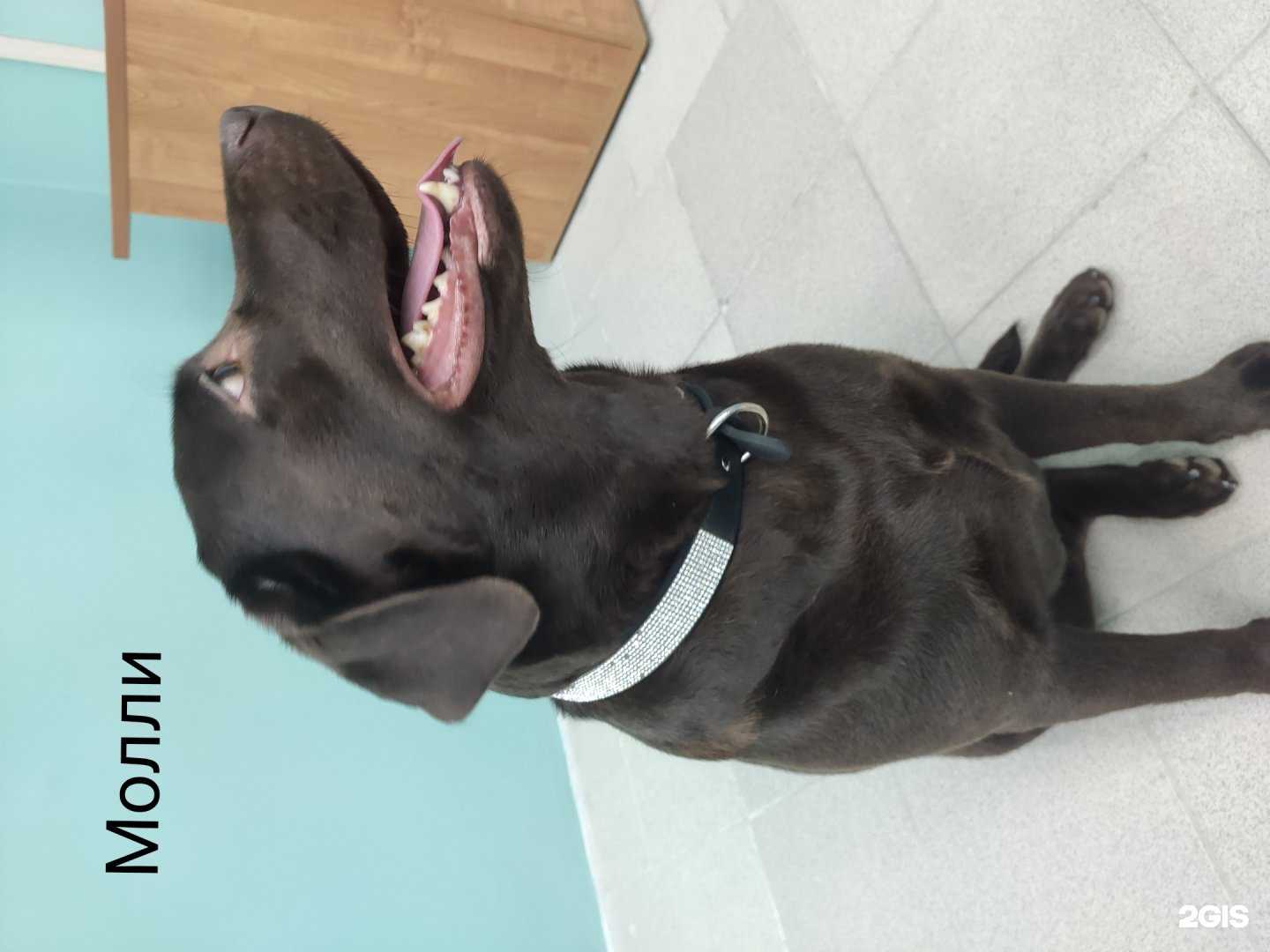 Отзывы на компанию Студия груминга в г. Иваново c фото