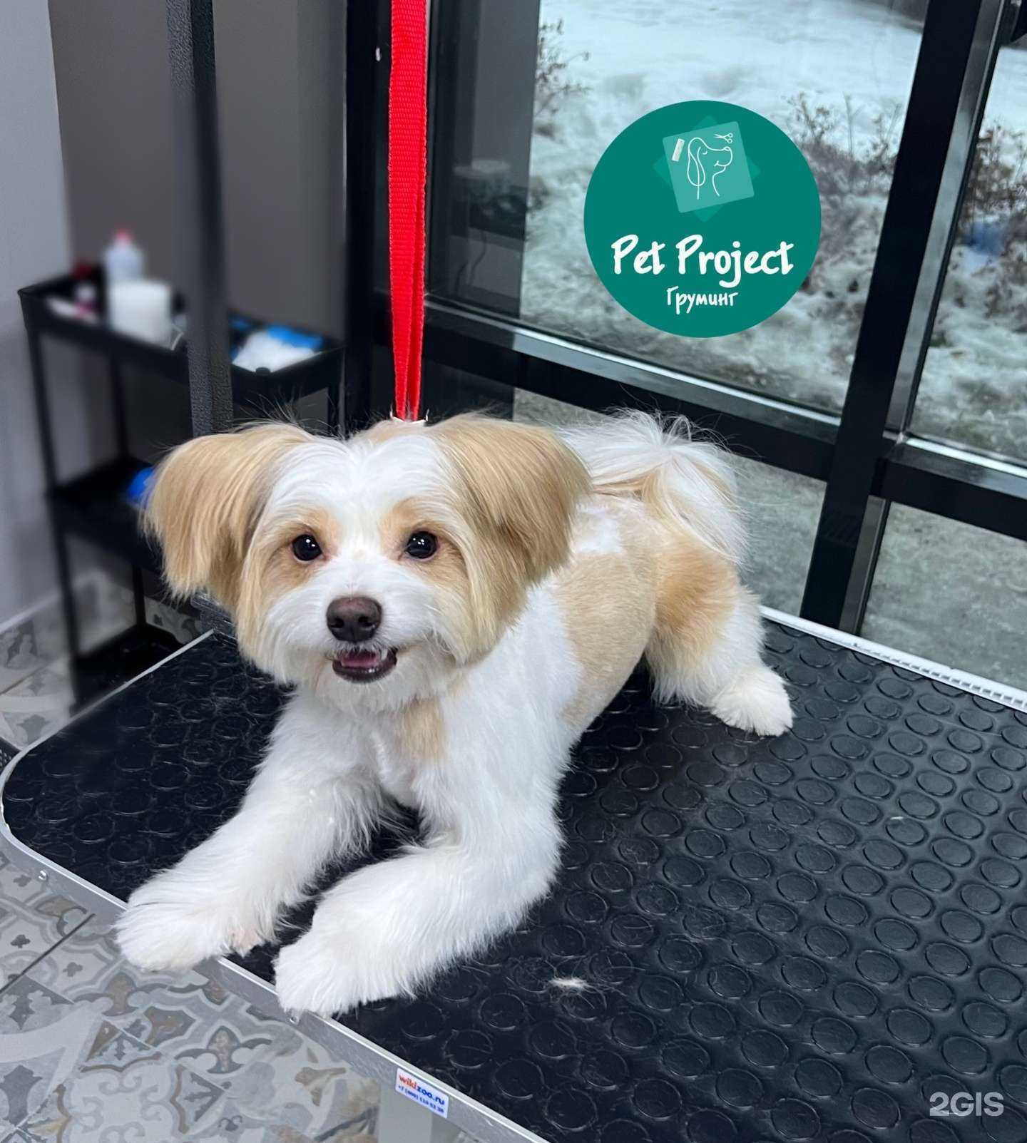 Отзывы на компанию Pet Project в Казани c фото