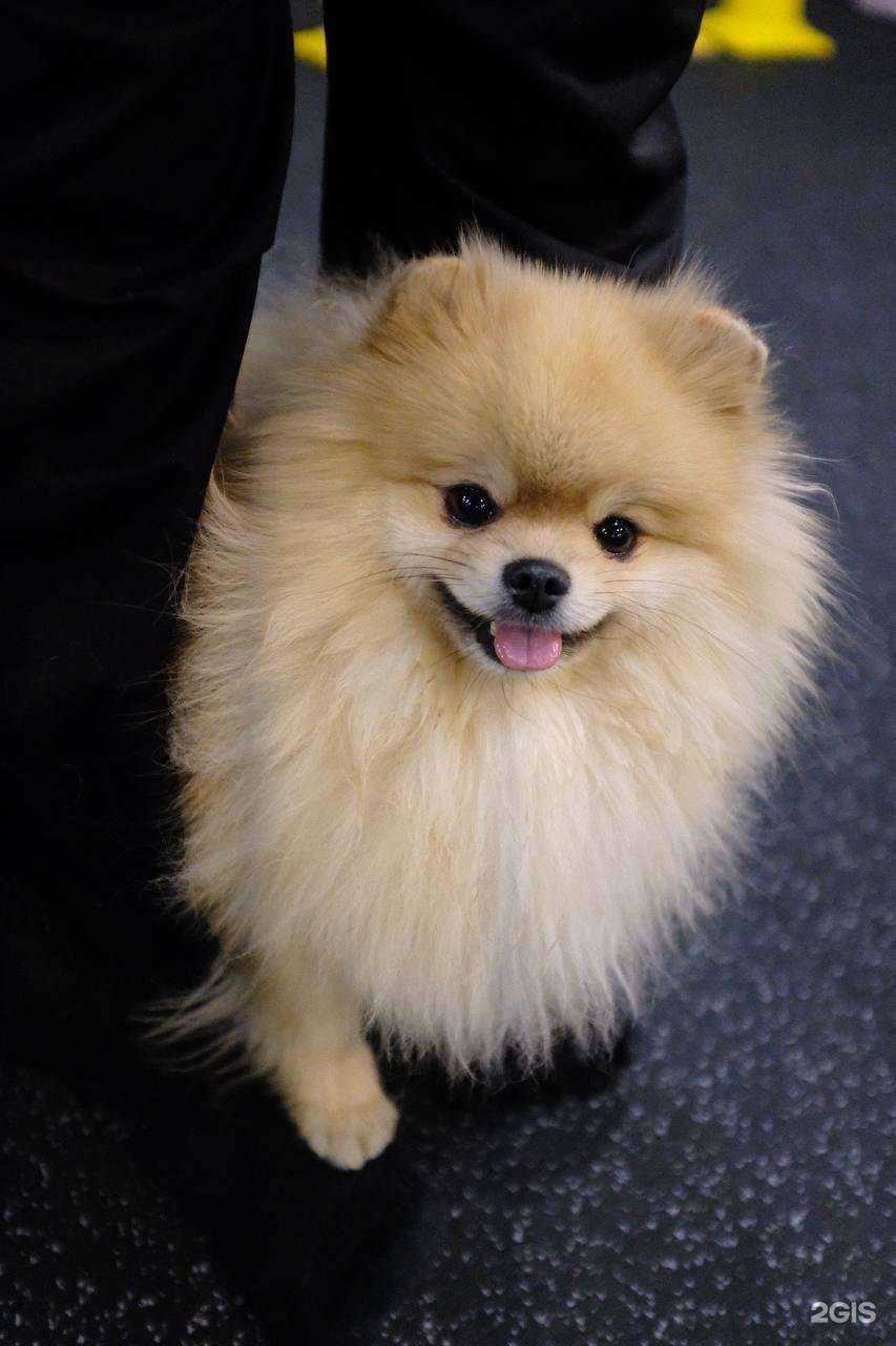 Отзывы на компанию Be love dog в г. Томск c фото