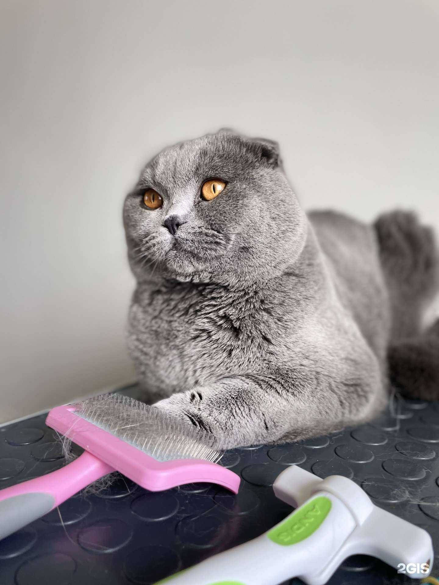 Отзывы на компанию Груминг-студия в Ставрополе c фото