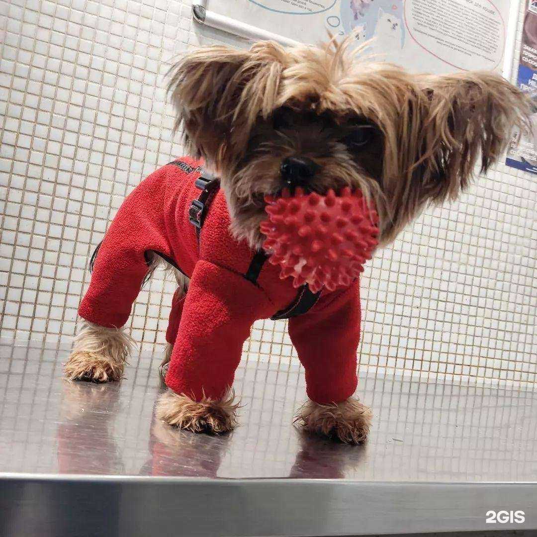 Отзывы на компанию Унивет в Балашихе c фото