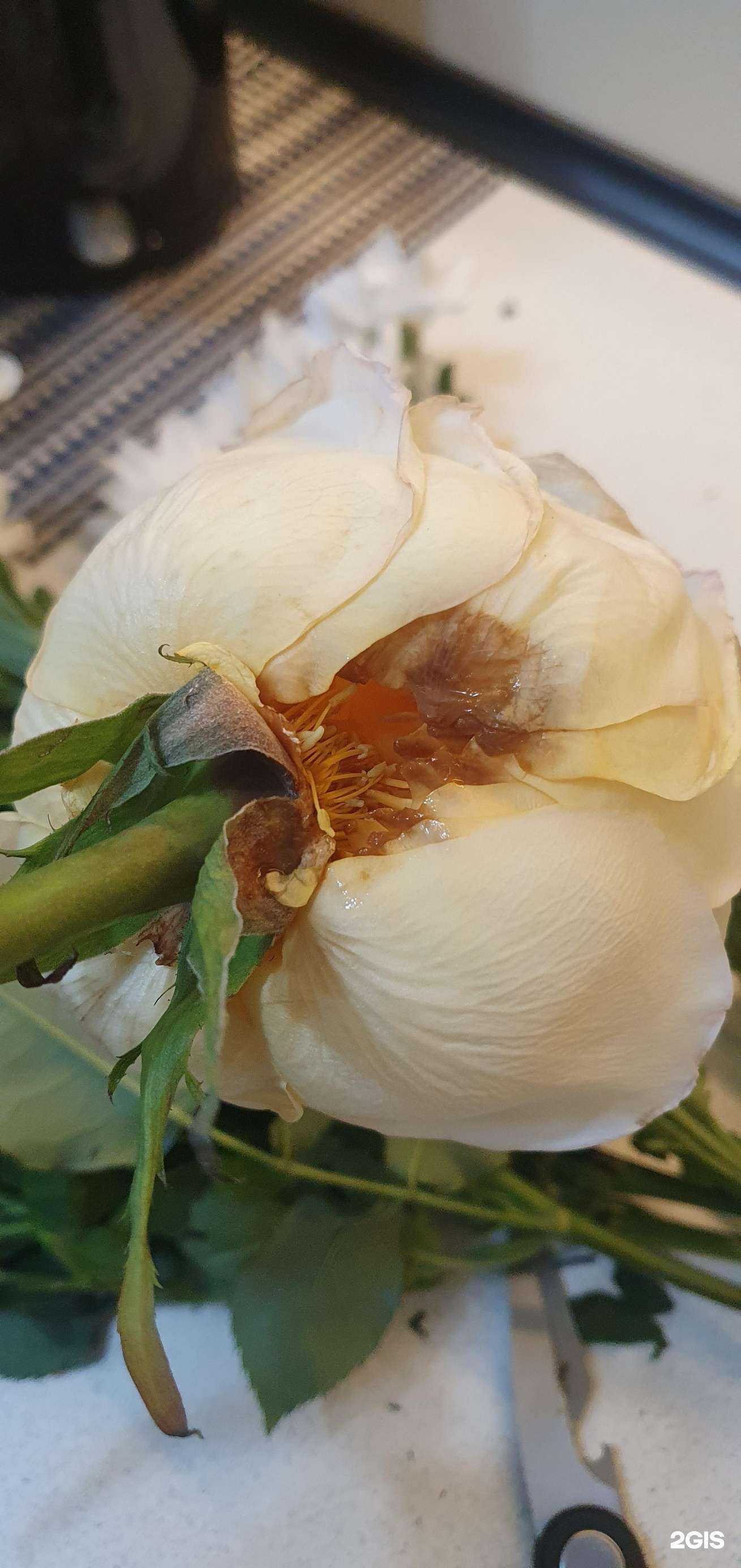 Отзывы на компанию Романтик в Нефтеюганске c фото