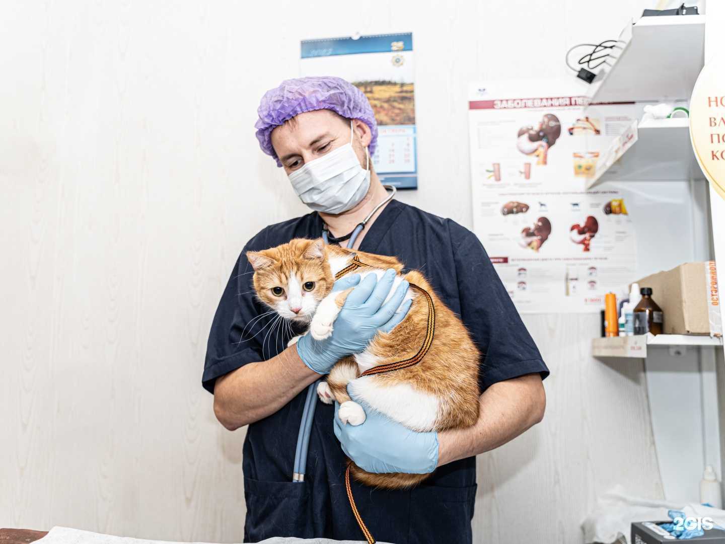 Отзывы на компанию ВетАнгел в г. Архангельск c фото