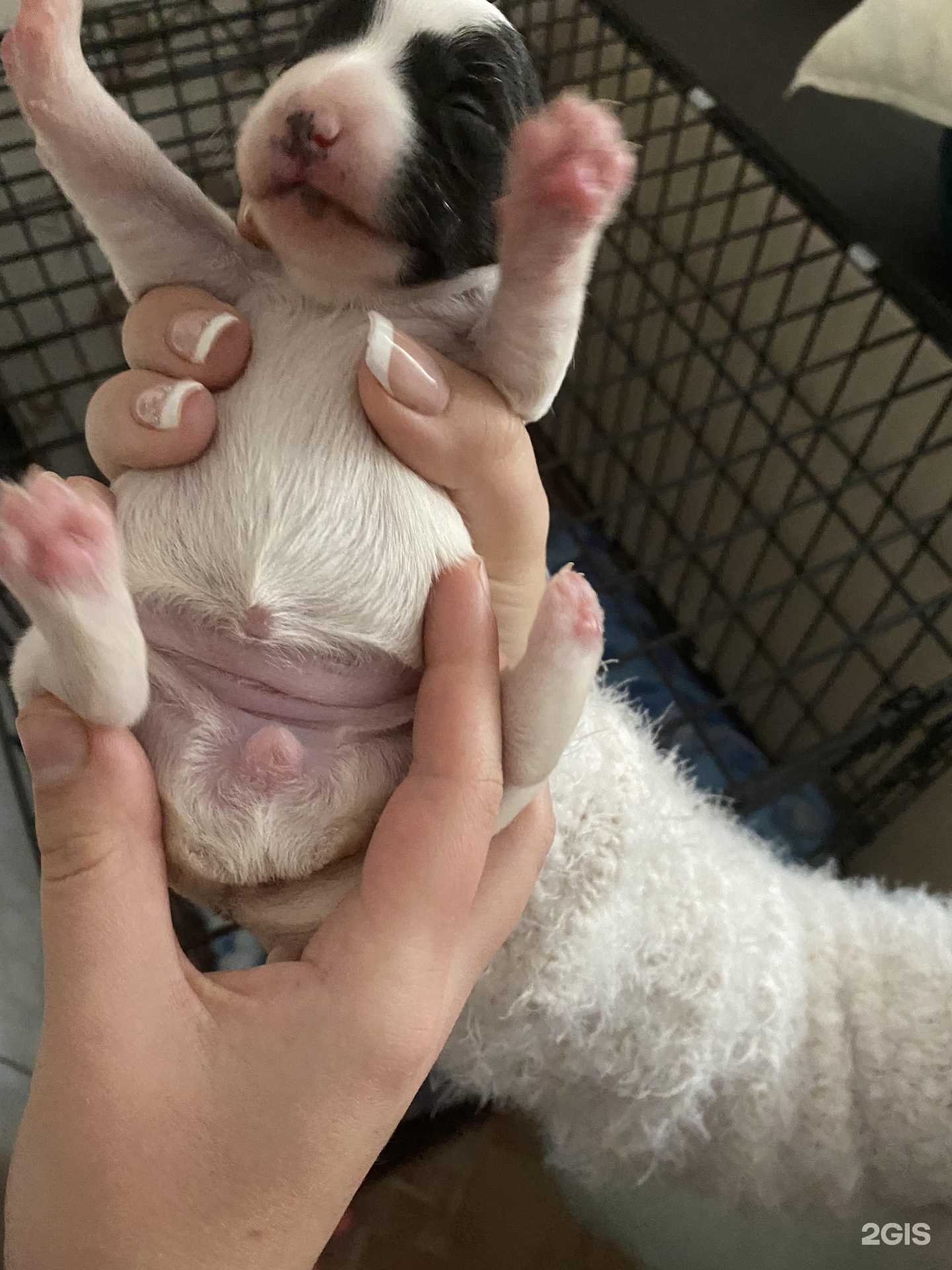 Отзывы на компанию Ветеринарный центр в Саратове c фото