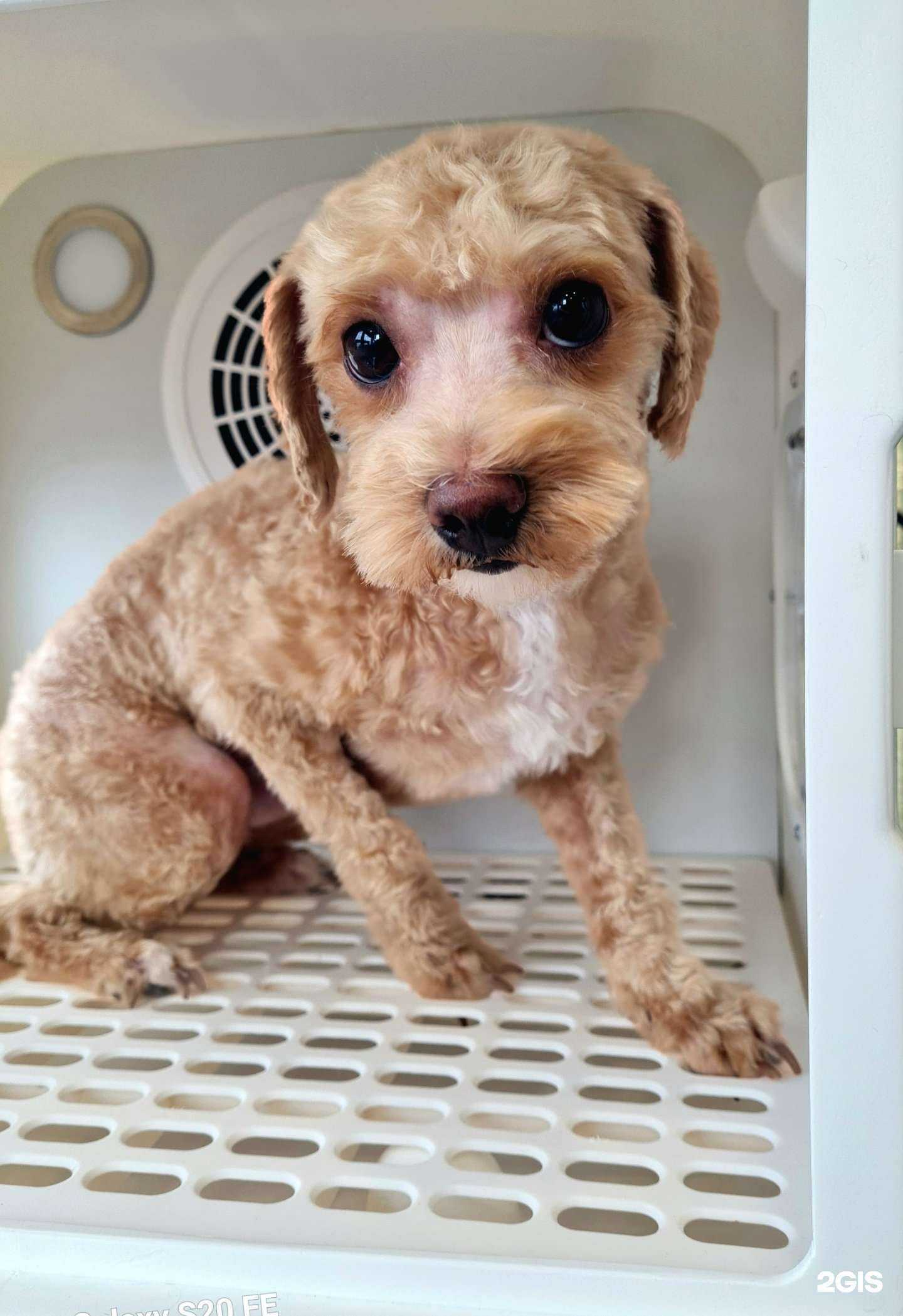 Отзывы на компанию B.Groomer в г. Казань c фото