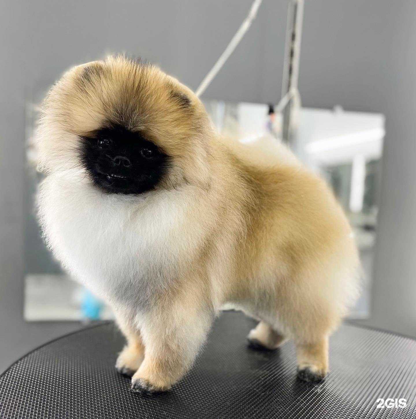 Отзывы на компанию Хвостик в г. Кострома c фото