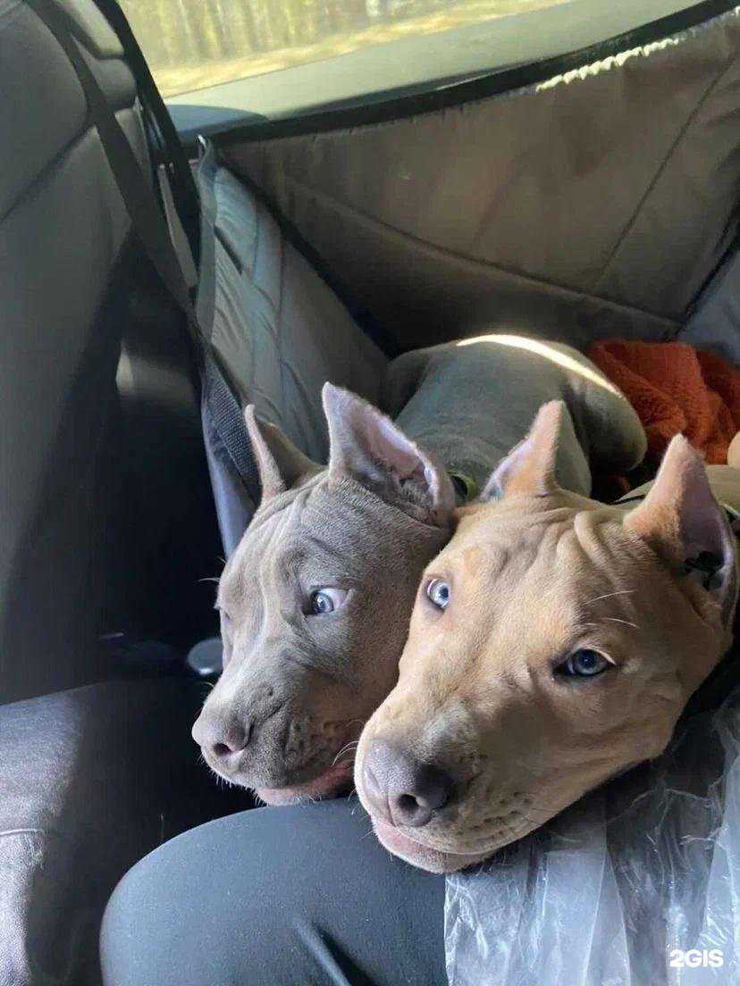 Отзывы на компанию Traveldog в г. Екатеринбург c фото