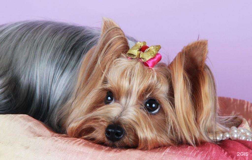 Отзывы на компанию Groom guru в г. Химки c фото