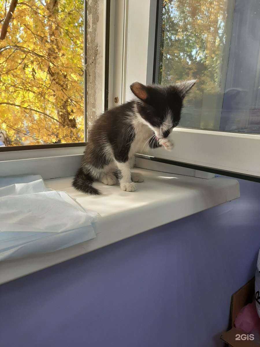 Отзывы на компанию Котопёс в Челябинске c фото