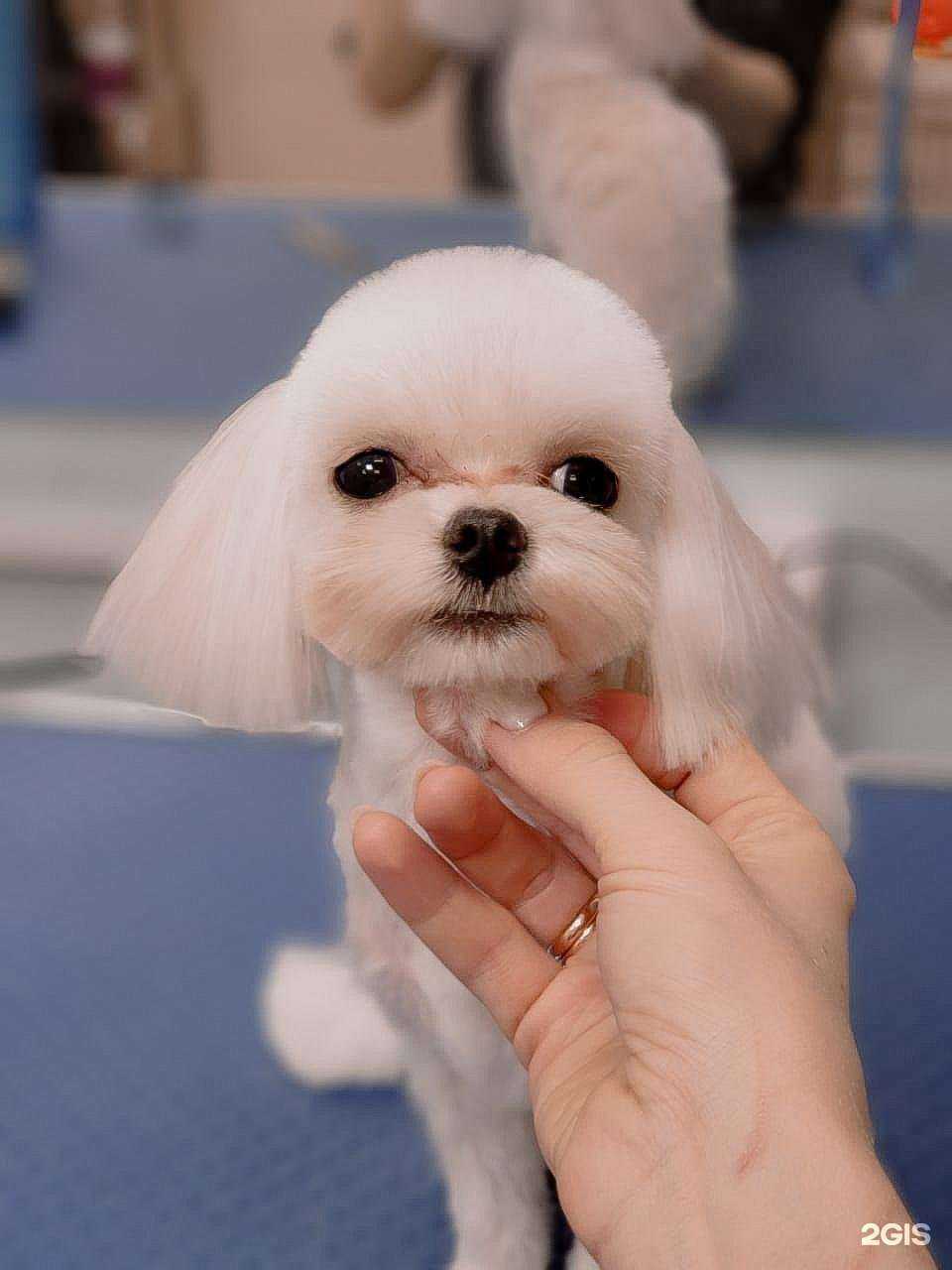 Отзывы на компанию Стая в Нижневартовске c фото