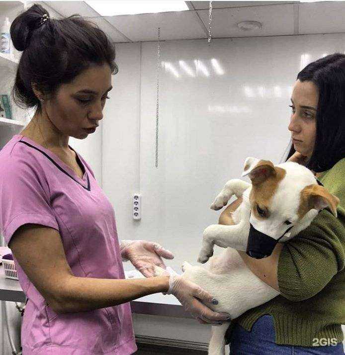 Отзывы на компанию StarVet в Тюмени c фото