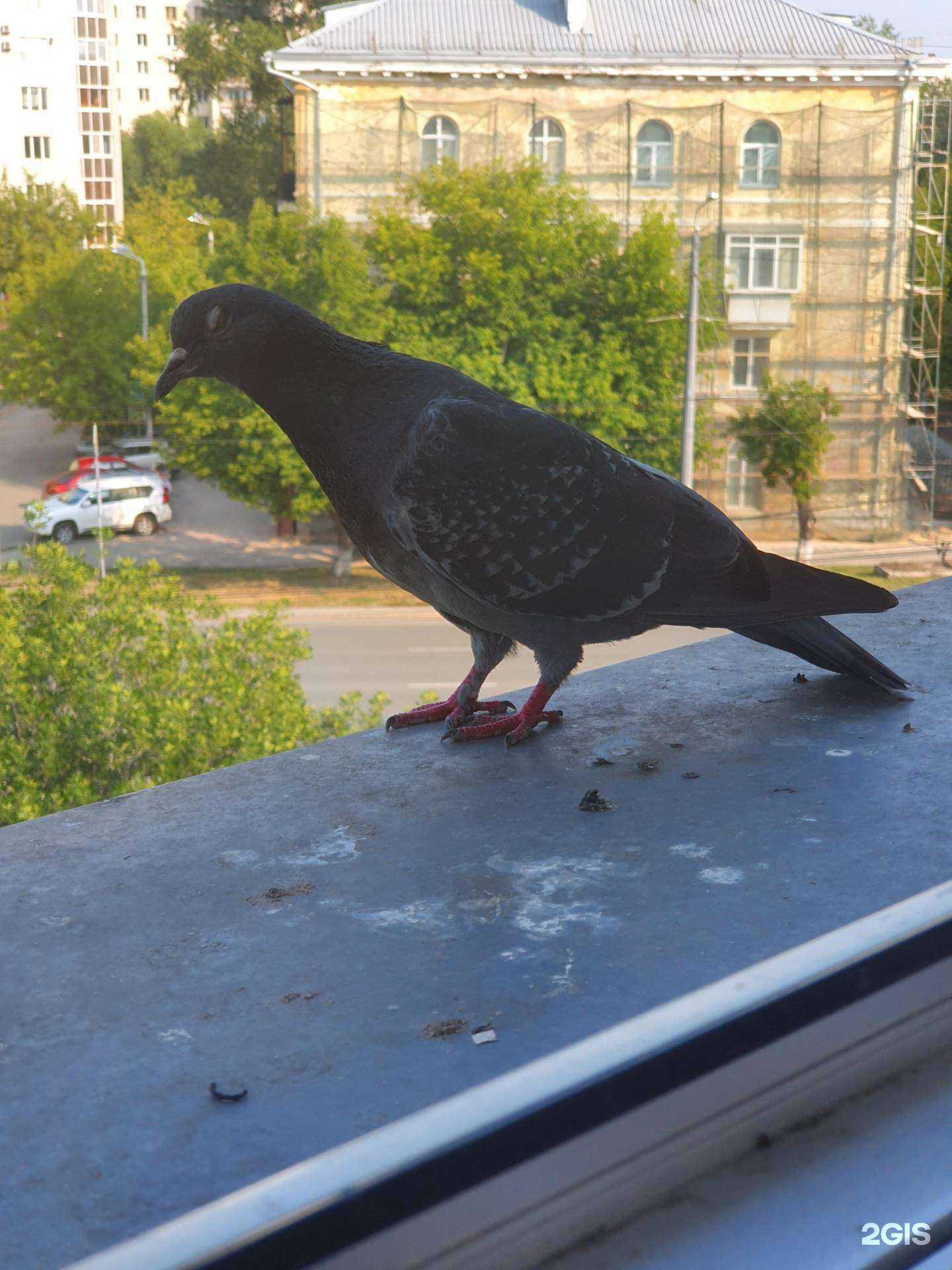 Отзывы на компанию Бильярды с Воровского в Челябинске c фото - фотография 2 из 2