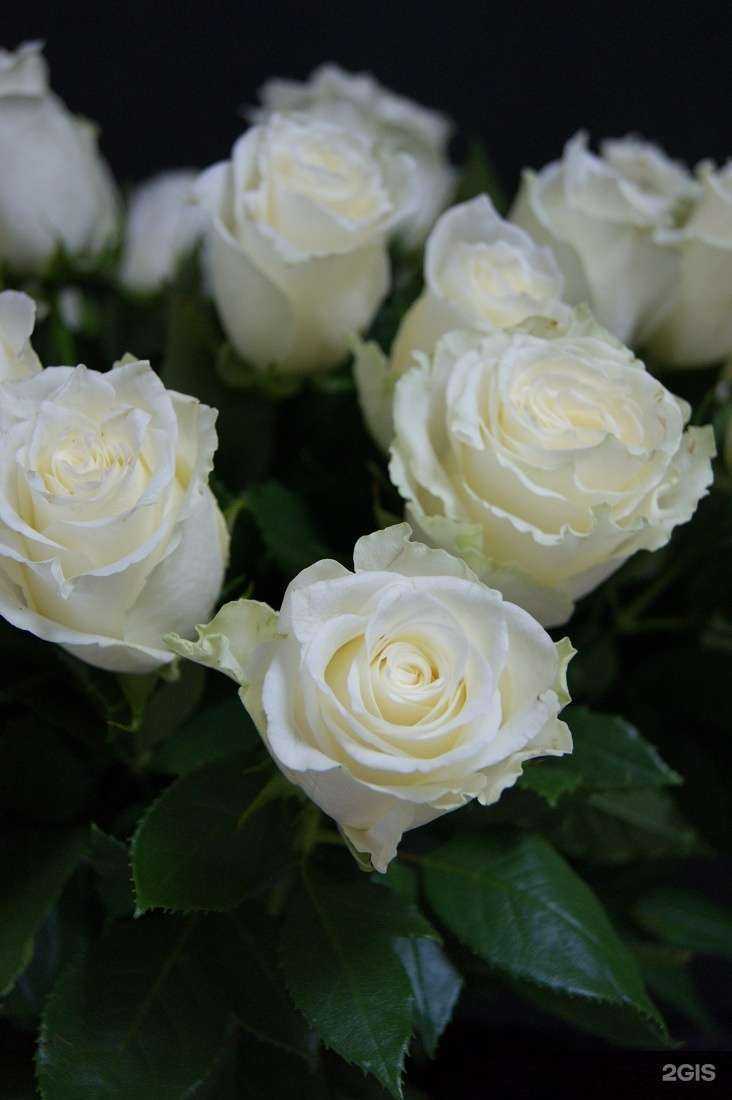 Отзывы на компанию Family Flowers в Кургане c фото