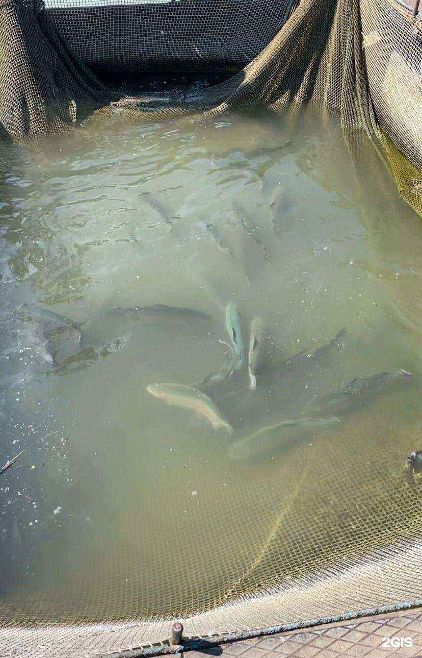 Отзывы на компанию Елисей в Абакане c фото