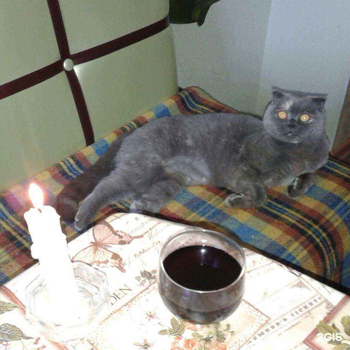 Отзывы на компанию Тагилстроевский ветеринарный участок в г. Нижний Тагил c фото