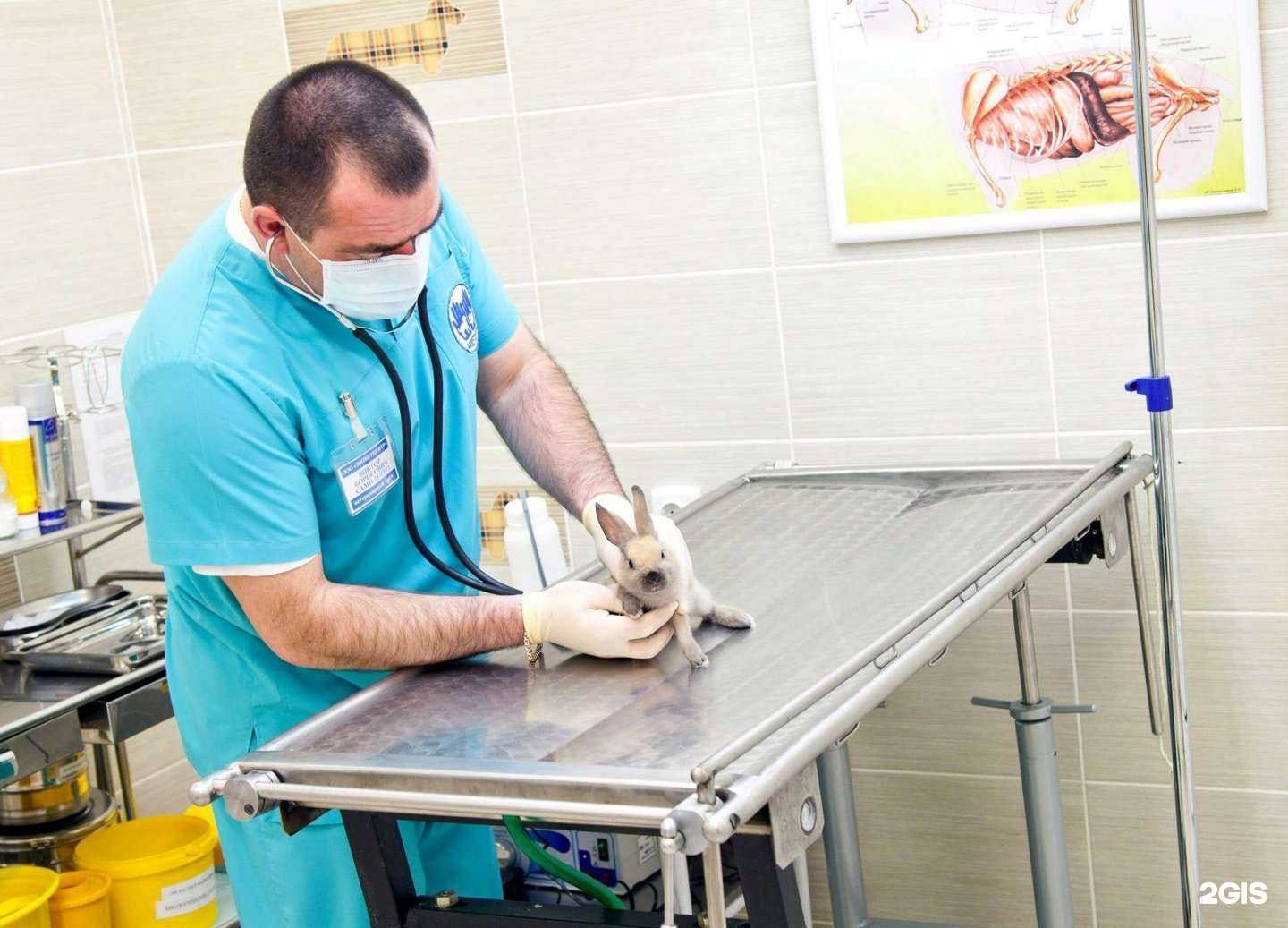 Отзывы на компанию Зооветцентр в Сургуте c фото