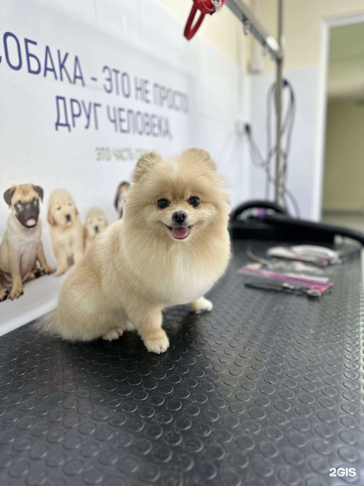 Отзывы на компанию Кот и Пес в г. Якутск c фото