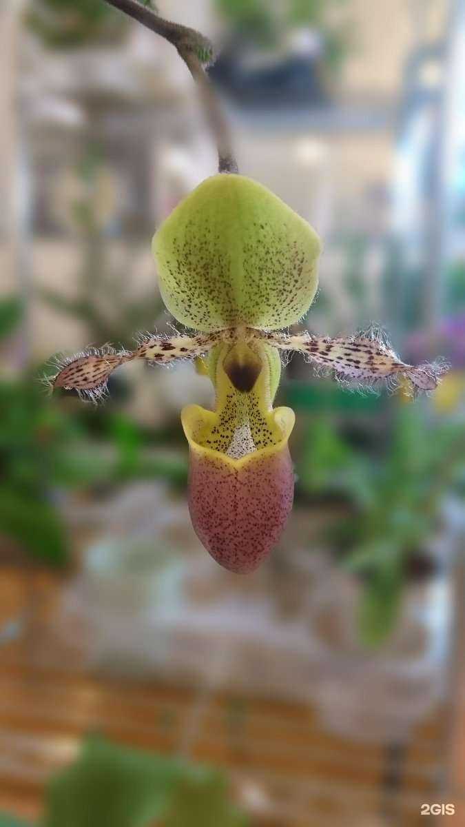 Отзывы на компанию Орхидеи в Барнауле c фото