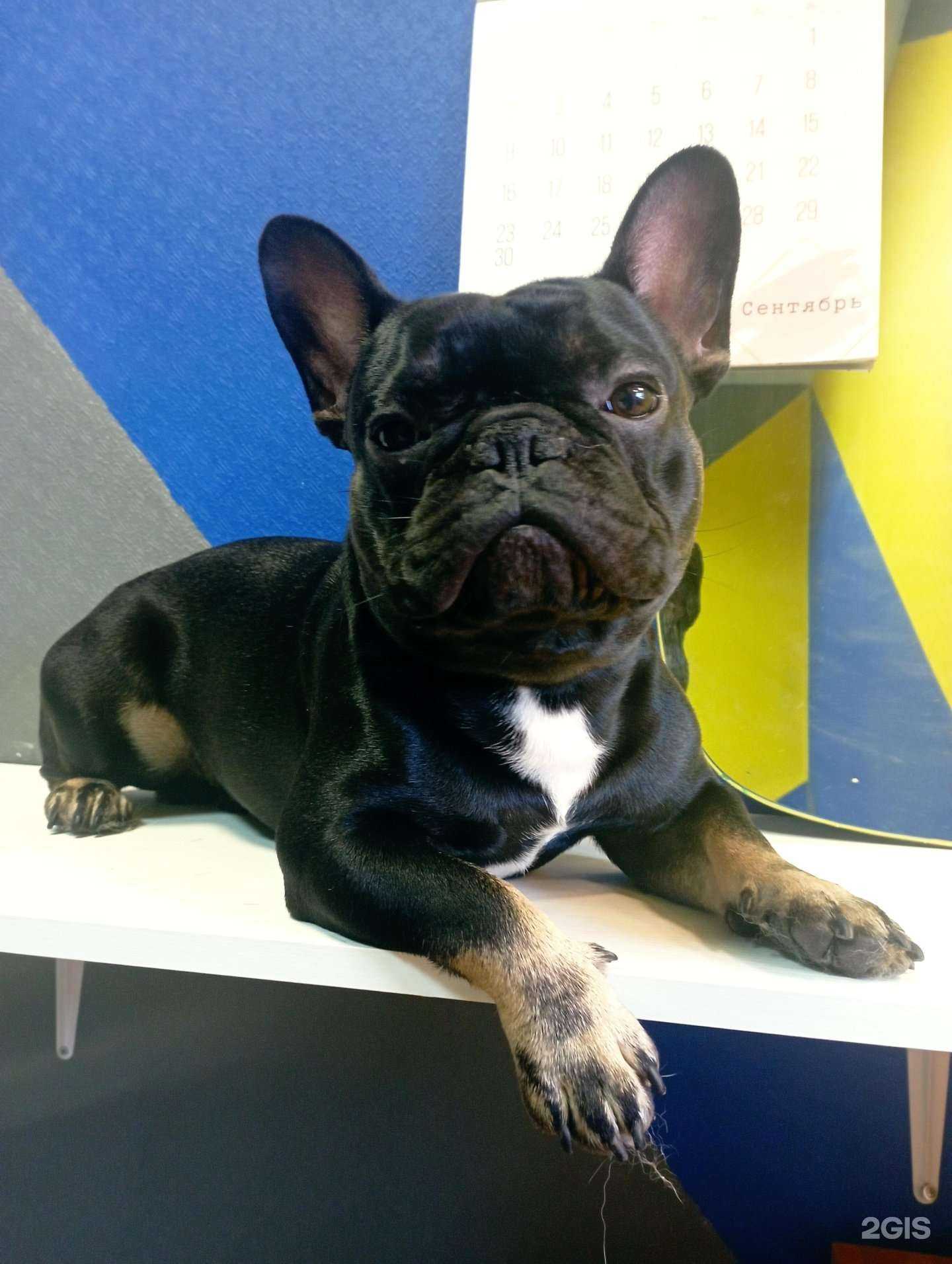 Отзывы на компанию Кабинет груминга в г. Петрозаводск c фото