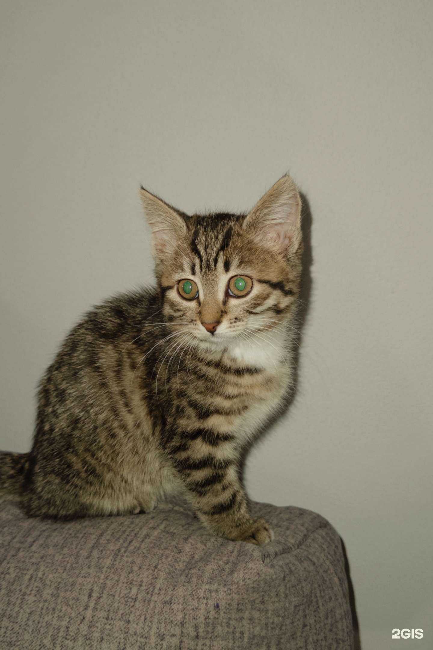 Отзывы на компанию Chicko-вкус Кореи в г. Рязань c фото