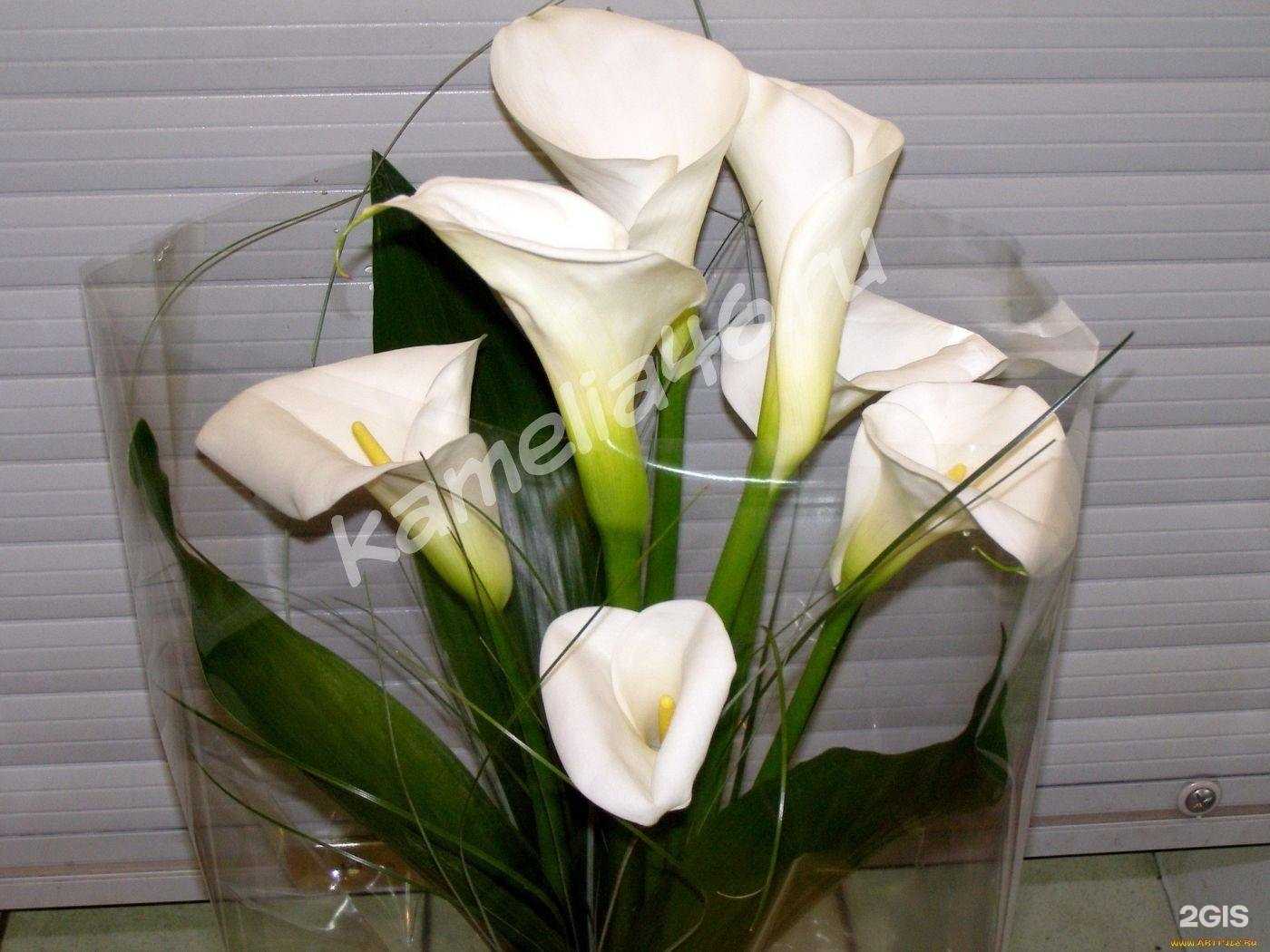 Отзывы на компанию Камелия+ в Курске c фото