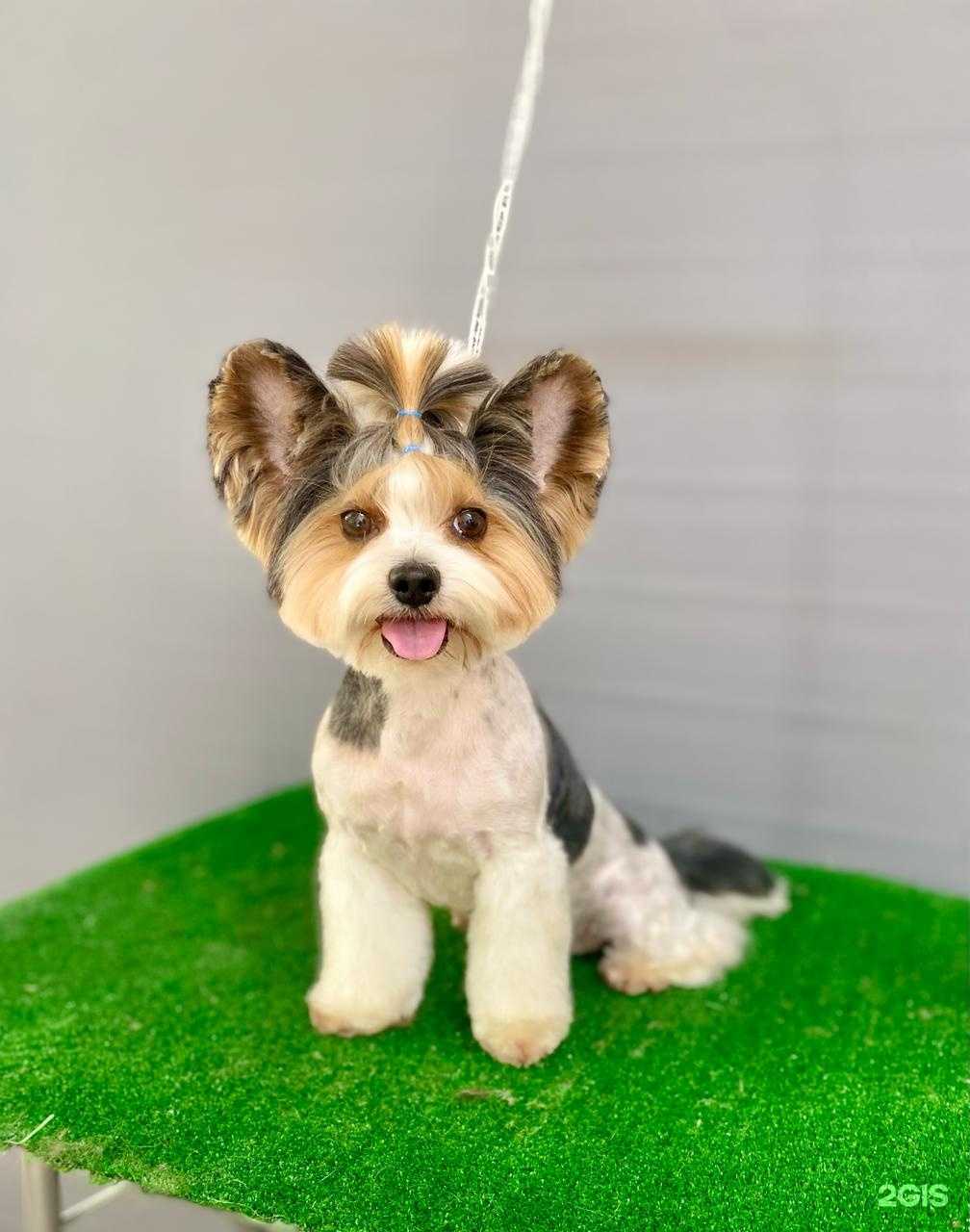 Отзывы на компанию Модный Барбос в Пскове c фото