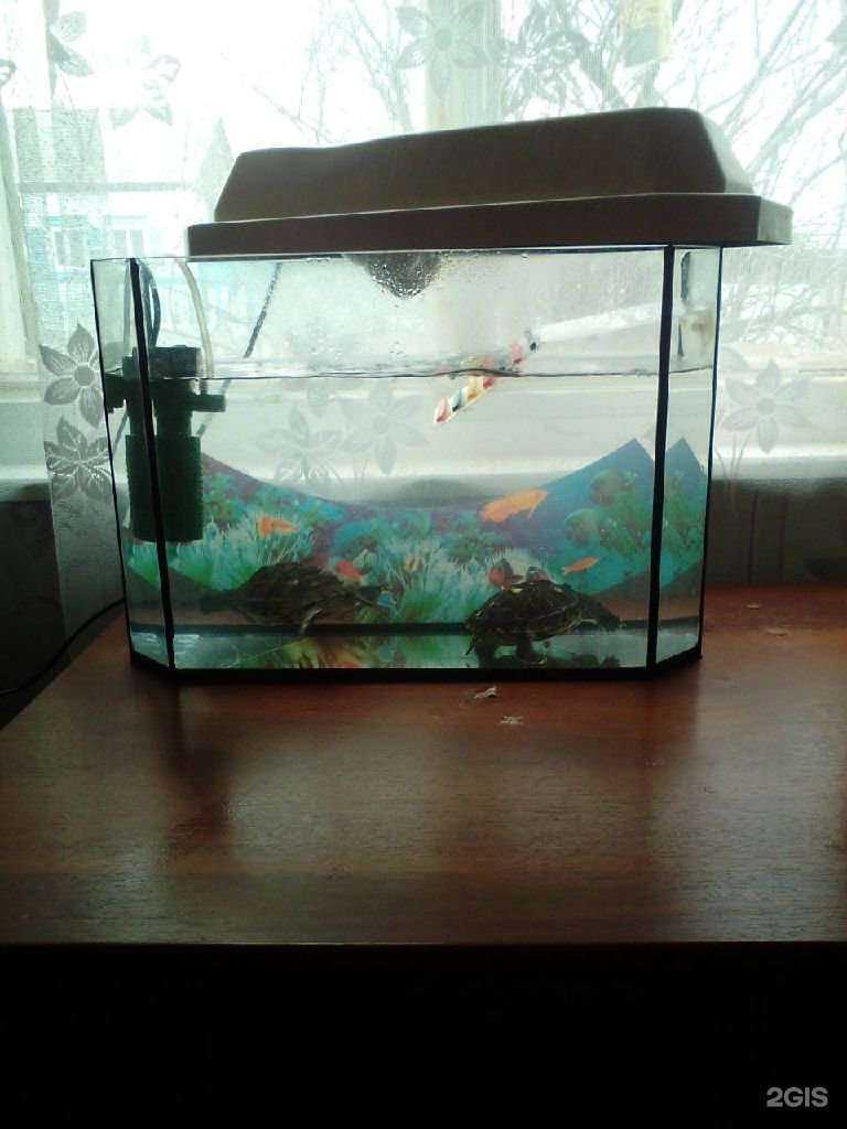 Отзывы на компанию Любимчик в Гусиноозёрске c фото