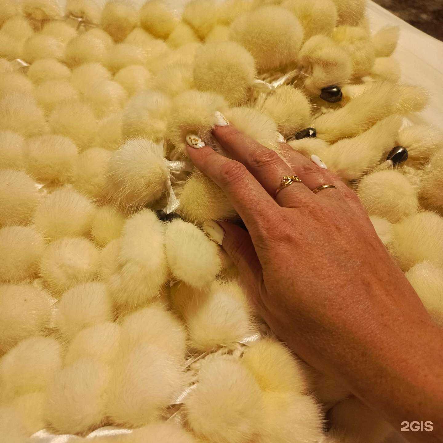 Отзывы на компанию Меха Кавказа в г. Геленджик c фото